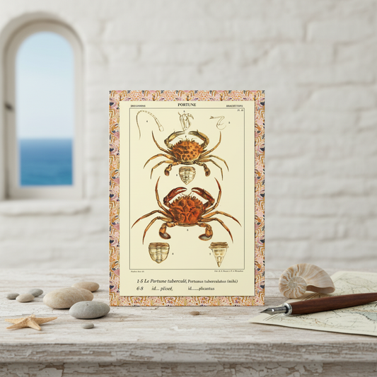 Polydore Roux 1828 crustacean journal on coastal surface with nautilus shell, starfish and nautical chart - LeBonJournal