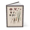 Emil Korsmo 1913 Allium charts journal with Norwegian weed identification botanical illustrations - LeBonJournal