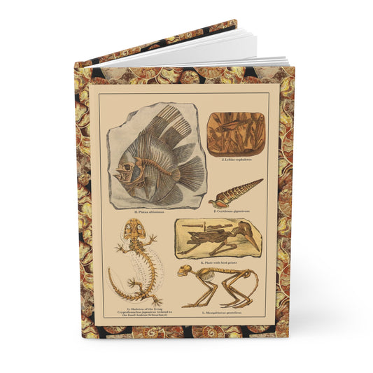 Friedrich Rolle 1886 fossil specimens journal with paleontology chromolithograph illustration - LeBonJournal