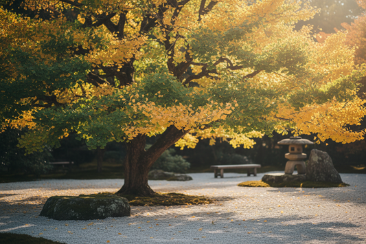 Ginkgo biloba tree in early autumn in a Japanese zen garden, fan-shaped leaves transitioning from green to golden yellow, raked gravel and mossy stones in soft focus, warm afternoon light