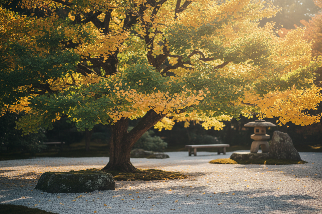 Ginkgo biloba tree in early autumn in a Japanese zen garden, fan-shaped leaves transitioning from green to golden yellow, raked gravel and mossy stones in soft focus, warm afternoon light