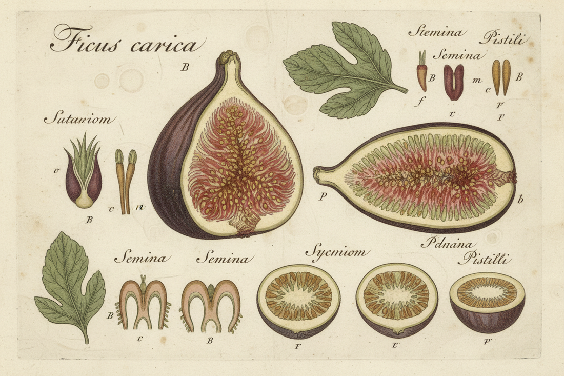 Hand-colored botanical dissection of Ficus carica in Georg Dionysius Ehret style - 18th century watercolor engraving showing fig anatomy and syconium cross-sections - LeBonJournal