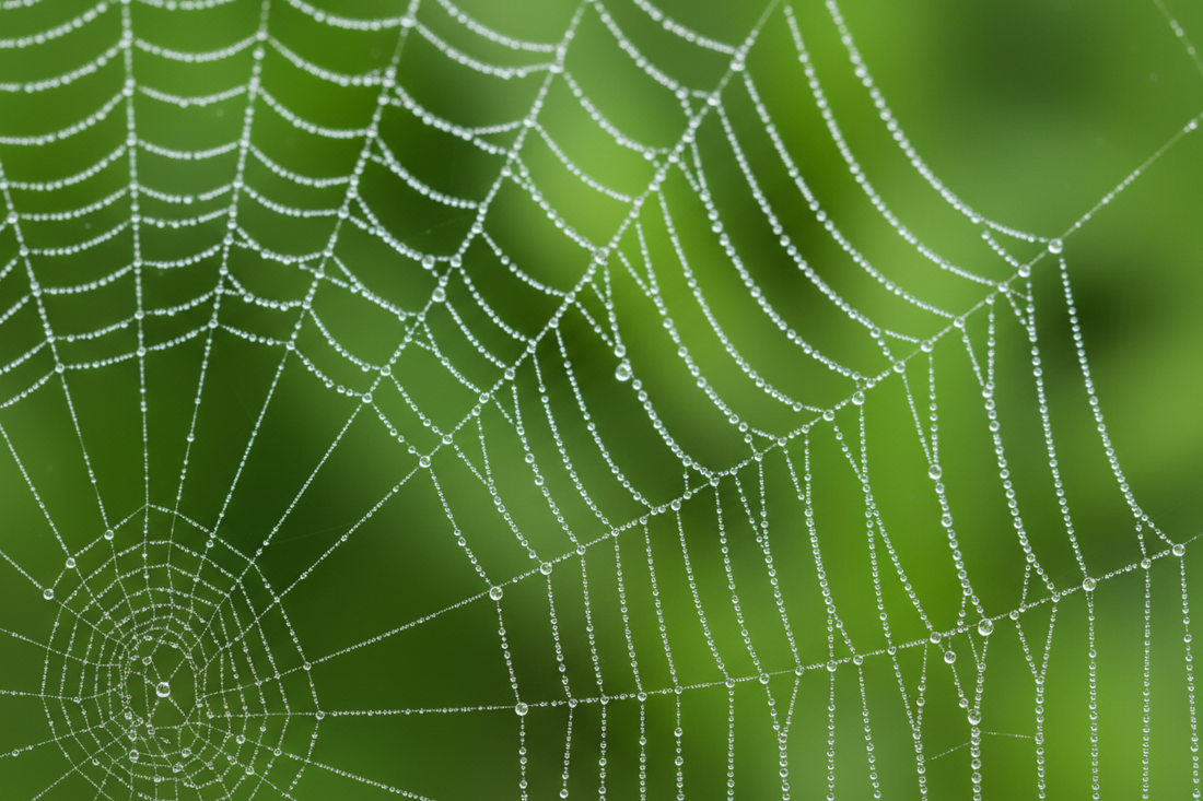 Macro spider web with water droplets on silk threads against bright green foliage bokeh - LeBonJournal