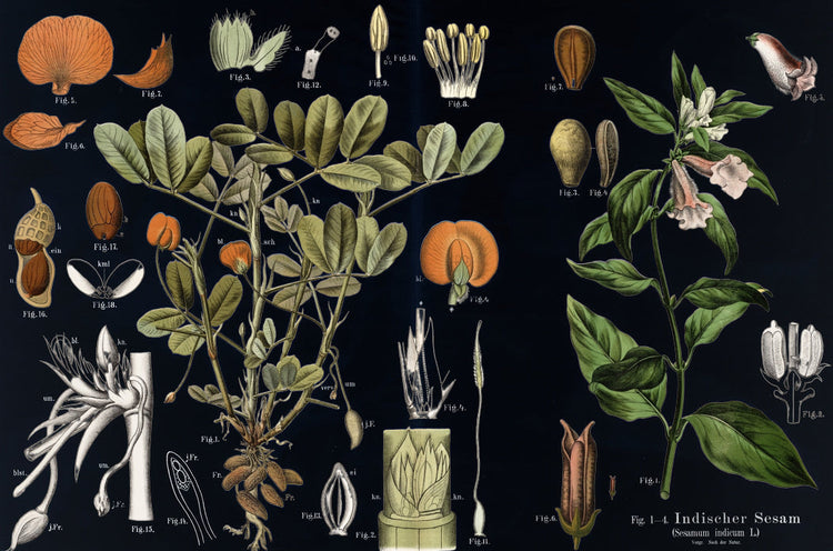 Flora collection featuring vintage botanical plant illustrations