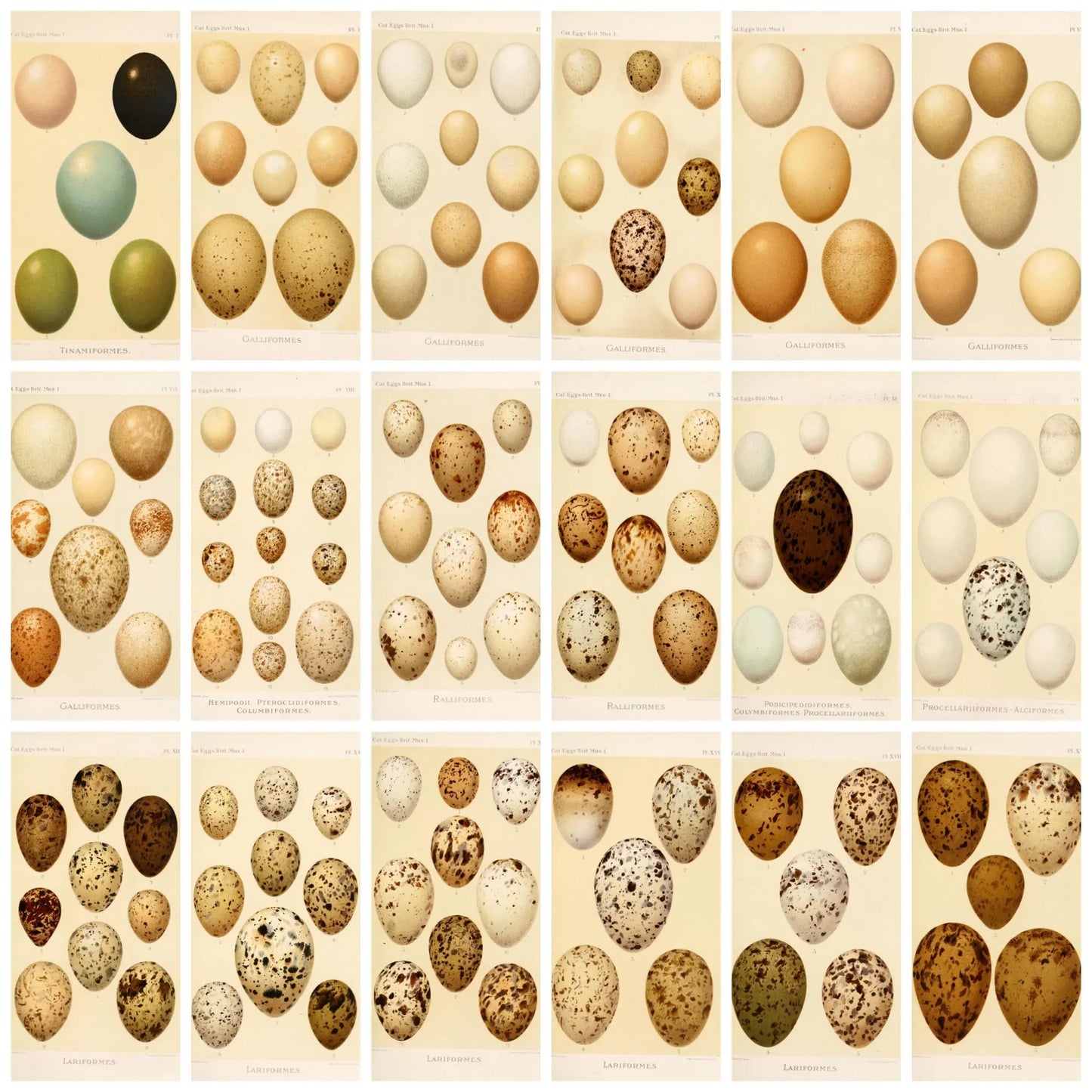 Vintage botanical illustration of assorted bird eggs, natural history notebook aesthetic