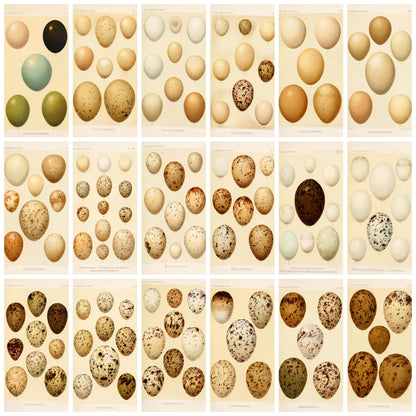 Vintage botanical illustration of assorted bird eggs, natural history notebook aesthetic