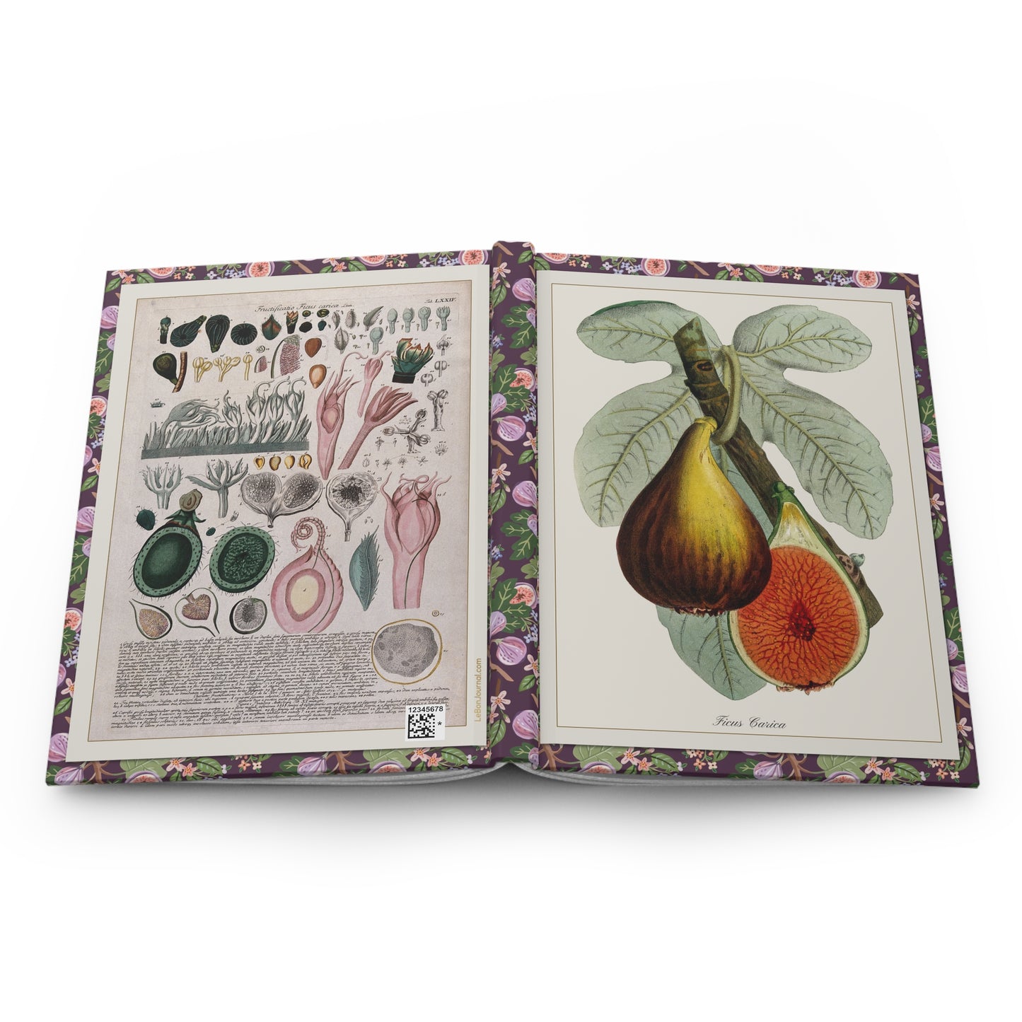 Ehret & Macfarlane Fig Blank Journal — Plantae Selectae 1750 Nuremberg & Victorian Zincograph c.1872