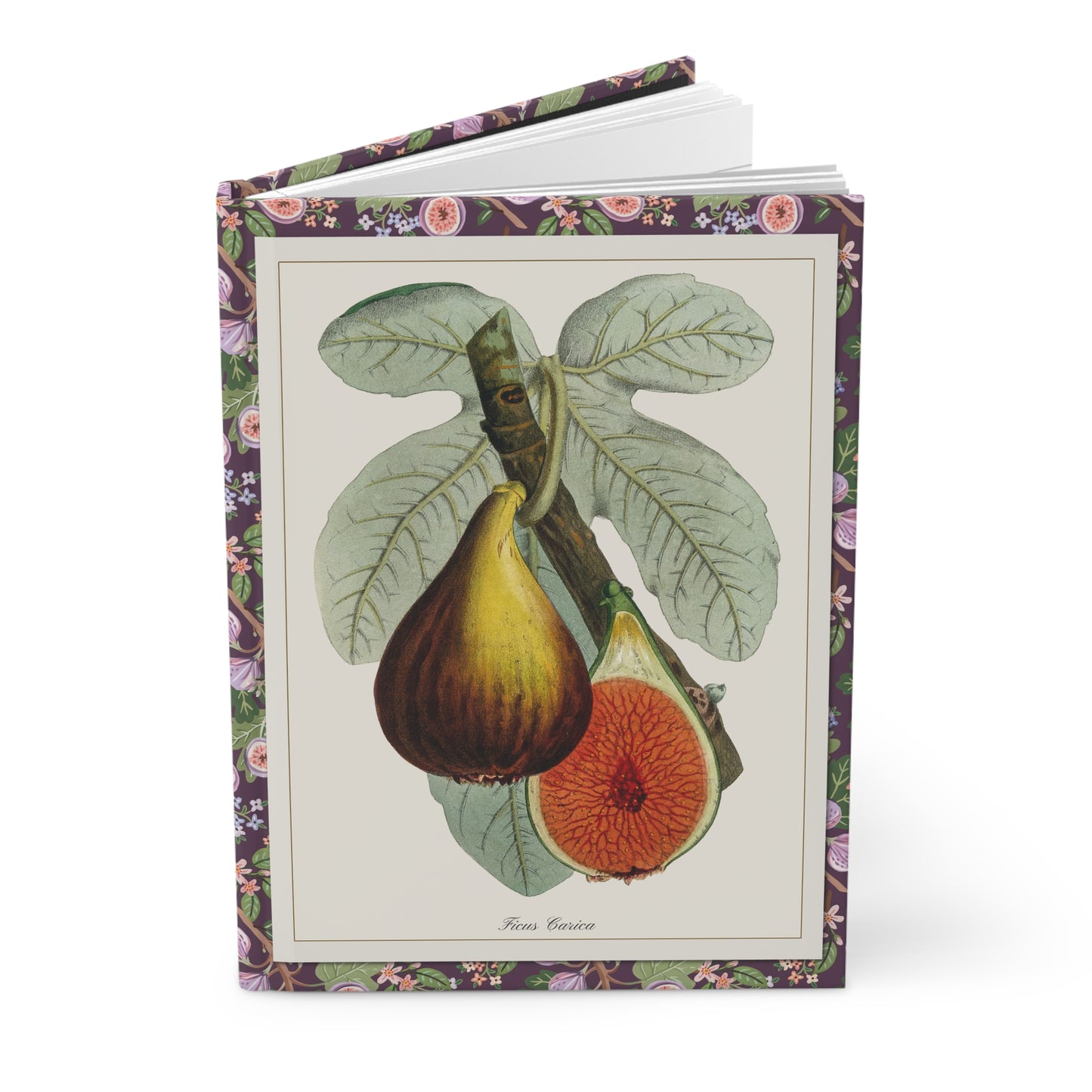 Ehret & Macfarlane Fig Blank Journal — Plantae Selectae 1750 Nuremberg & Victorian Zincograph c.1872