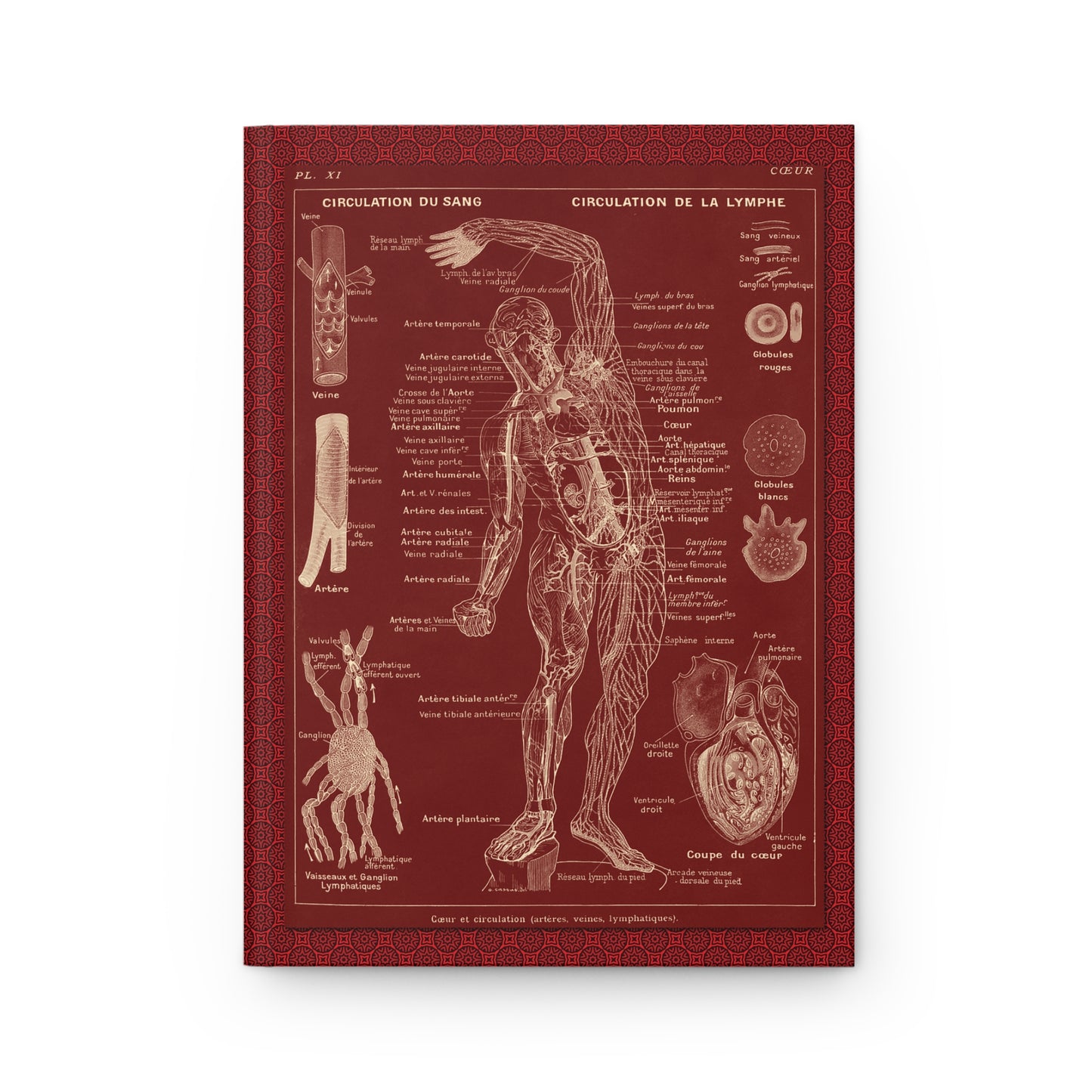 Larousse Médical Blank Journal — Leuba 1912 Cardiovascular Nervous System Lacre Red Galtier-Boissière
