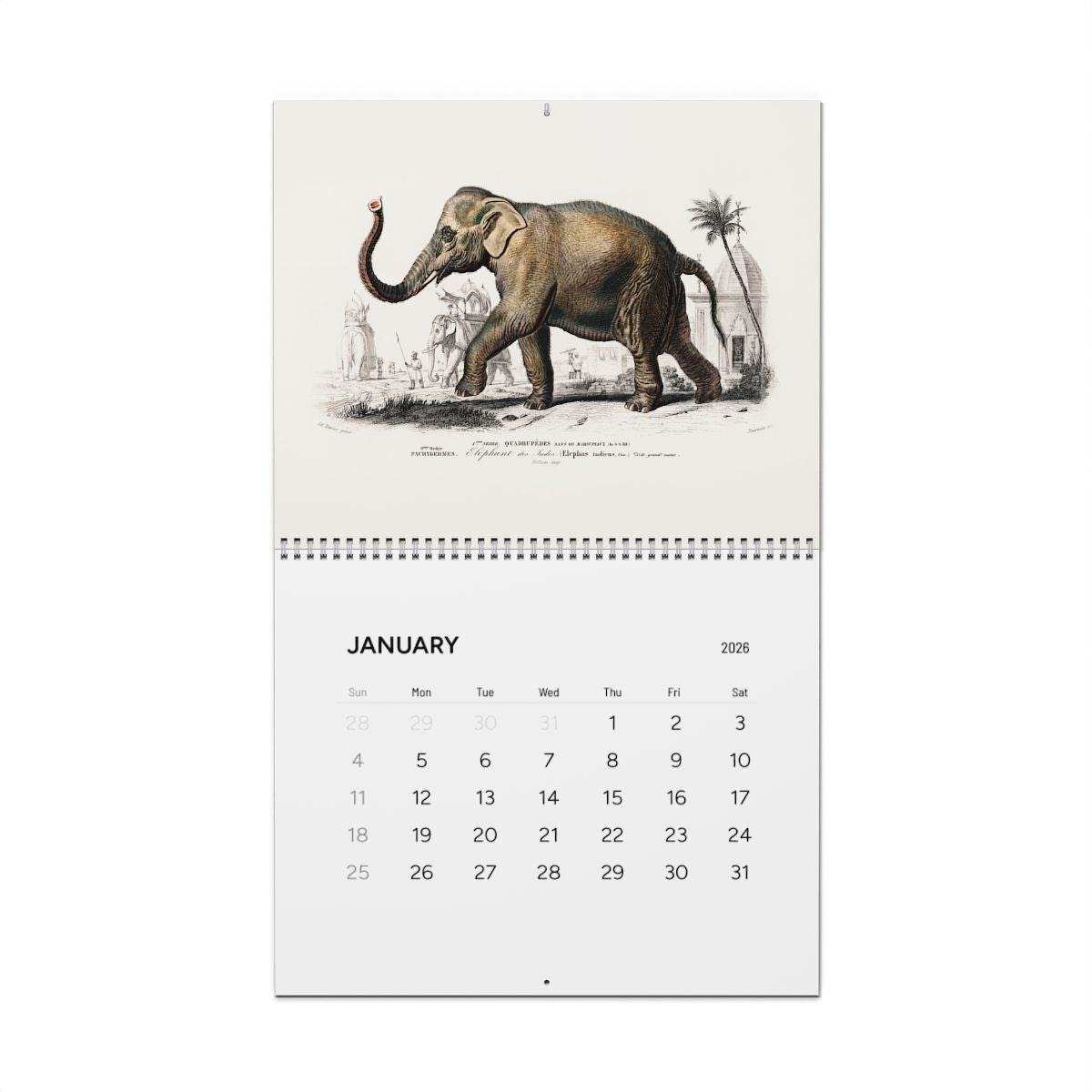 2026 Great Menagerie Wall Calendar 14 x 11.5 inches glossy D'Orbigny 1849 Dictionnaire Histoire Naturelle engravings - LeBonJournal