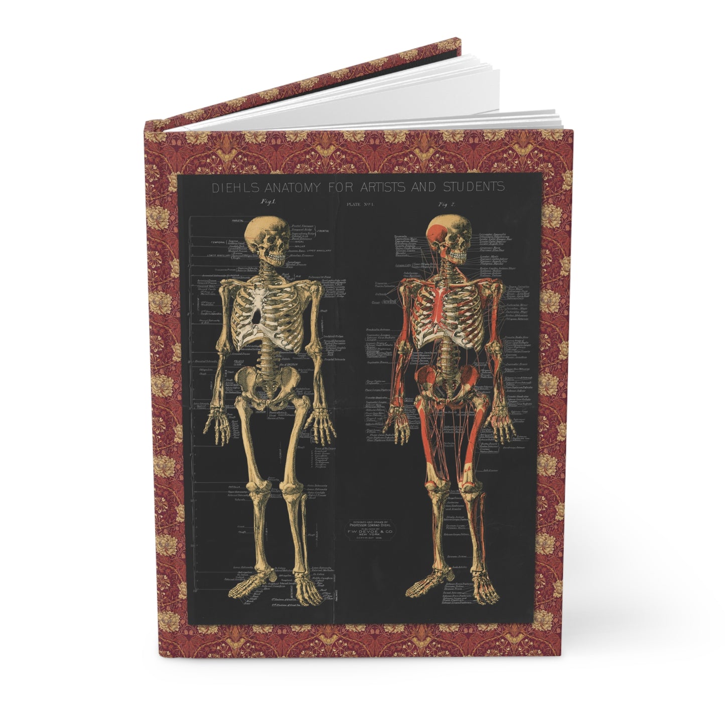 Anatomical skeleton journal with Conrad Diehl 1888 chromolithograph plates from Anatomy for Artists and Students front and back skeletal views - LeBonJournal
