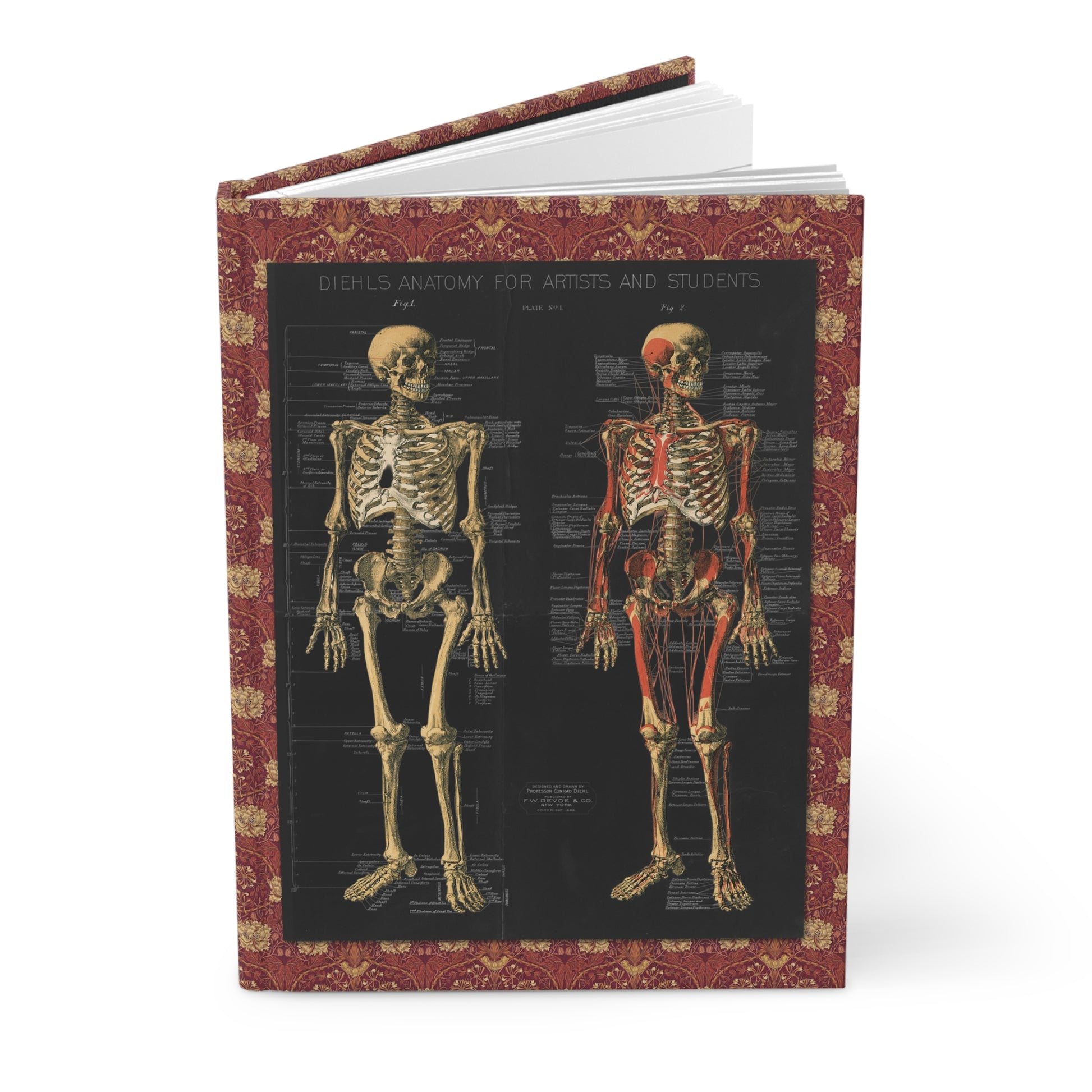 Anatomical skeleton journal with Conrad Diehl 1888 chromolithograph plates from Anatomy for Artists and Students front and back skeletal views - LeBonJournal