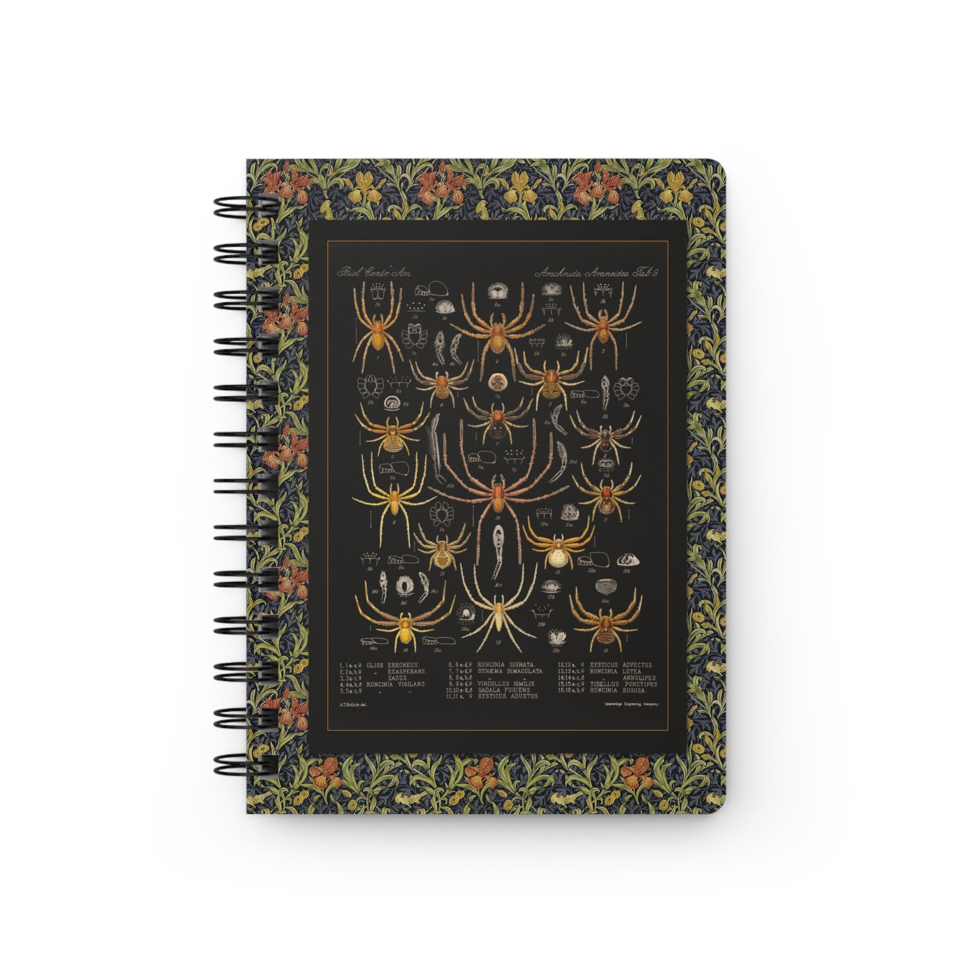 Spider spiral journal front cover with Godman Arachnida Araneidea Plate 09 from Biologia Centrali-Americana 1879 - LeBonJournal
