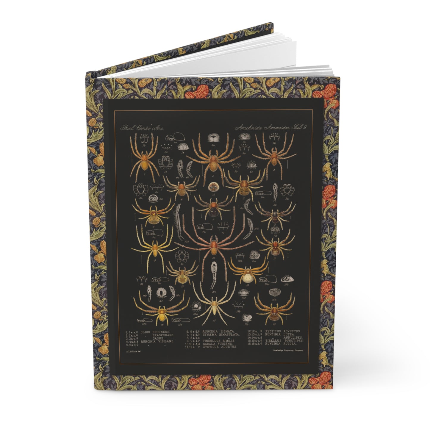 Arachnida spider blank journal with Frederick Godman Victorian specimens on black background - LeBonJournal