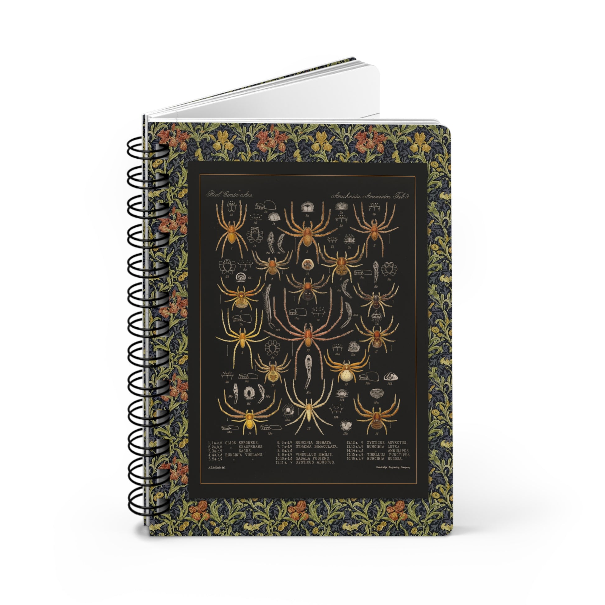 Arachnida spider spiral journal with Frederick Godman Victorian specimens on black background - LeBonJournal