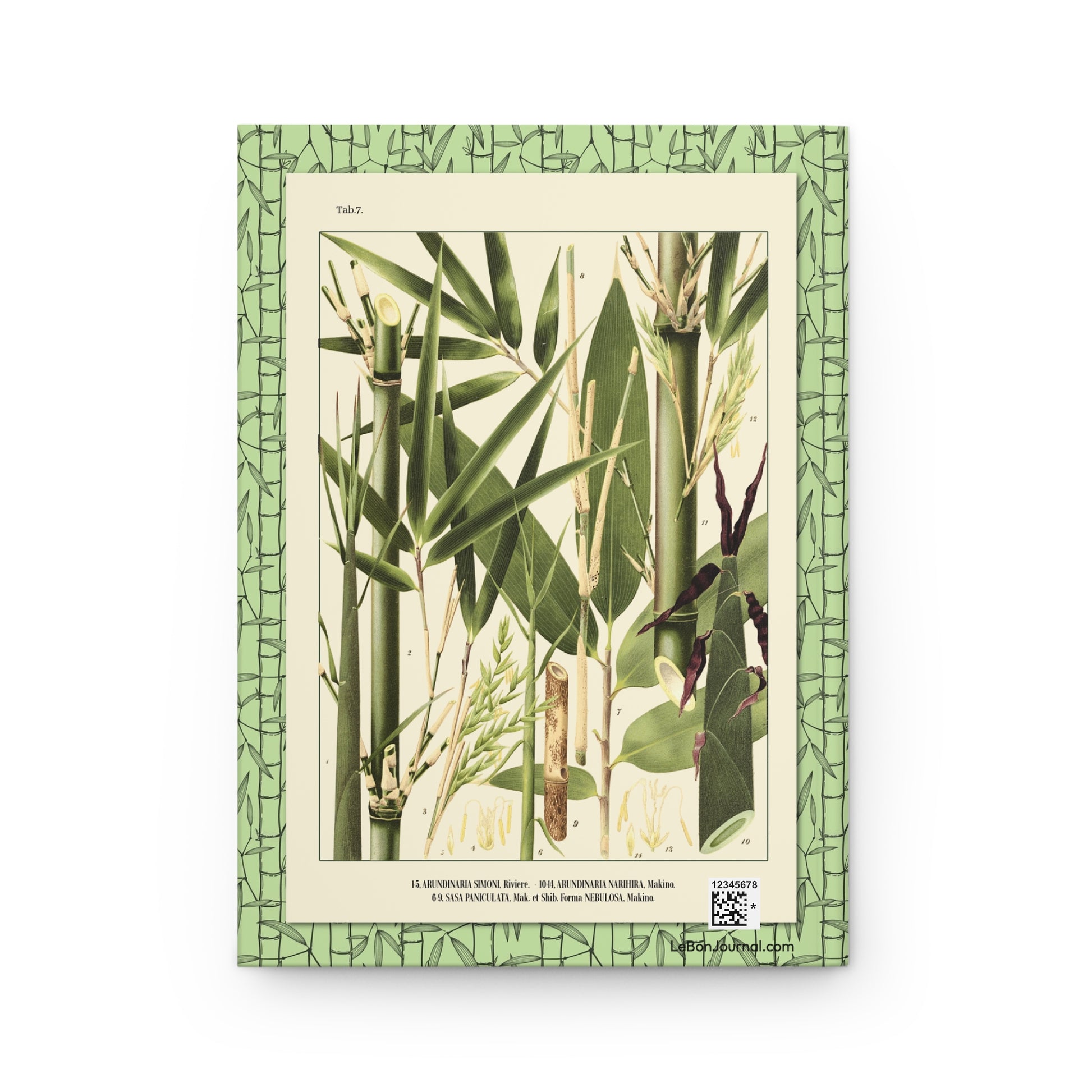 Shirasawa Makino 1912 Tab 7 Arundinaria simonii narihira Sasa palmata nebulosa bamboo flower back cover - LeBonJournal