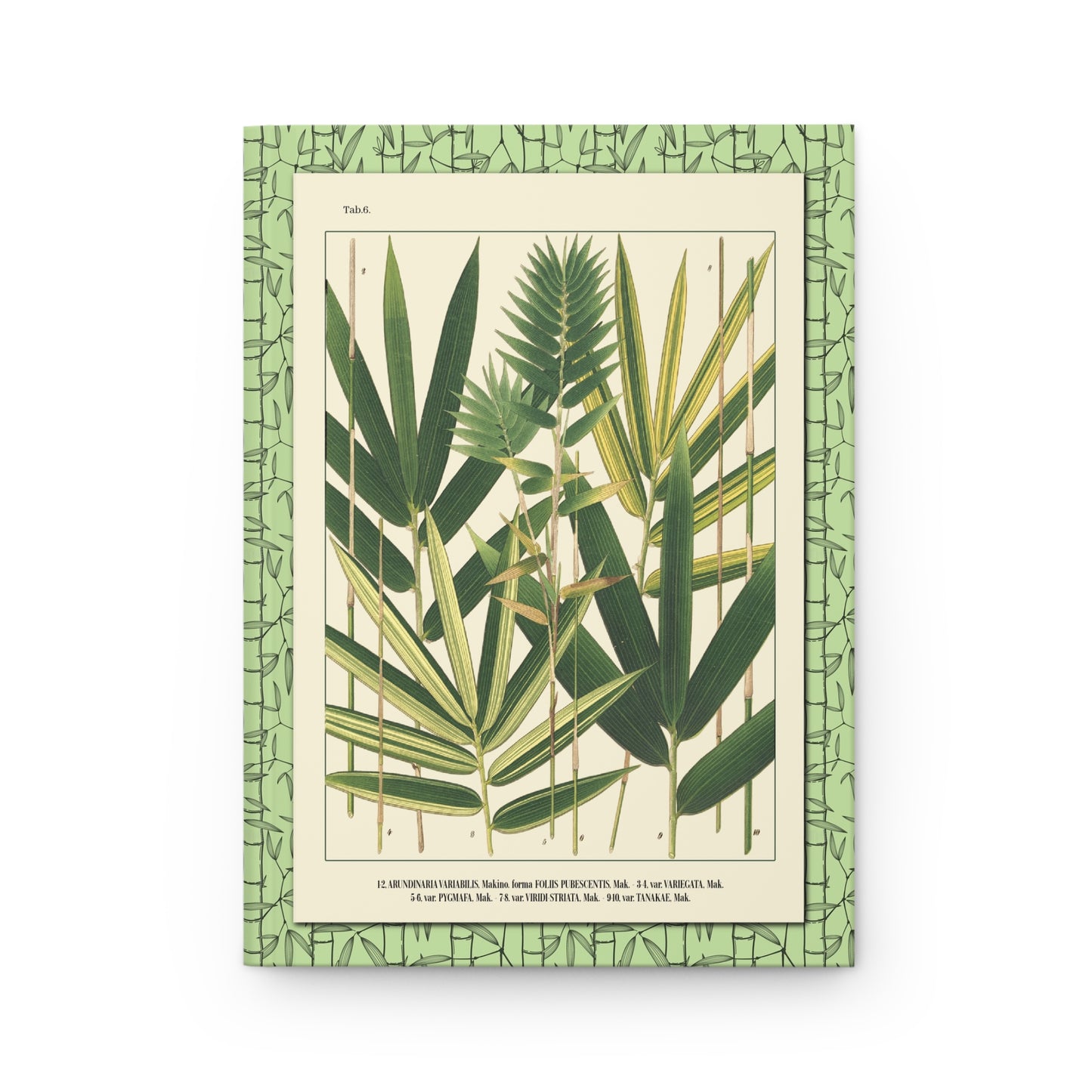 Shirasawa Makino 1912 Tab 6 Arundinaria variabilis variegata pygmaea viridi-striata five varieties front cover - LeBonJournal