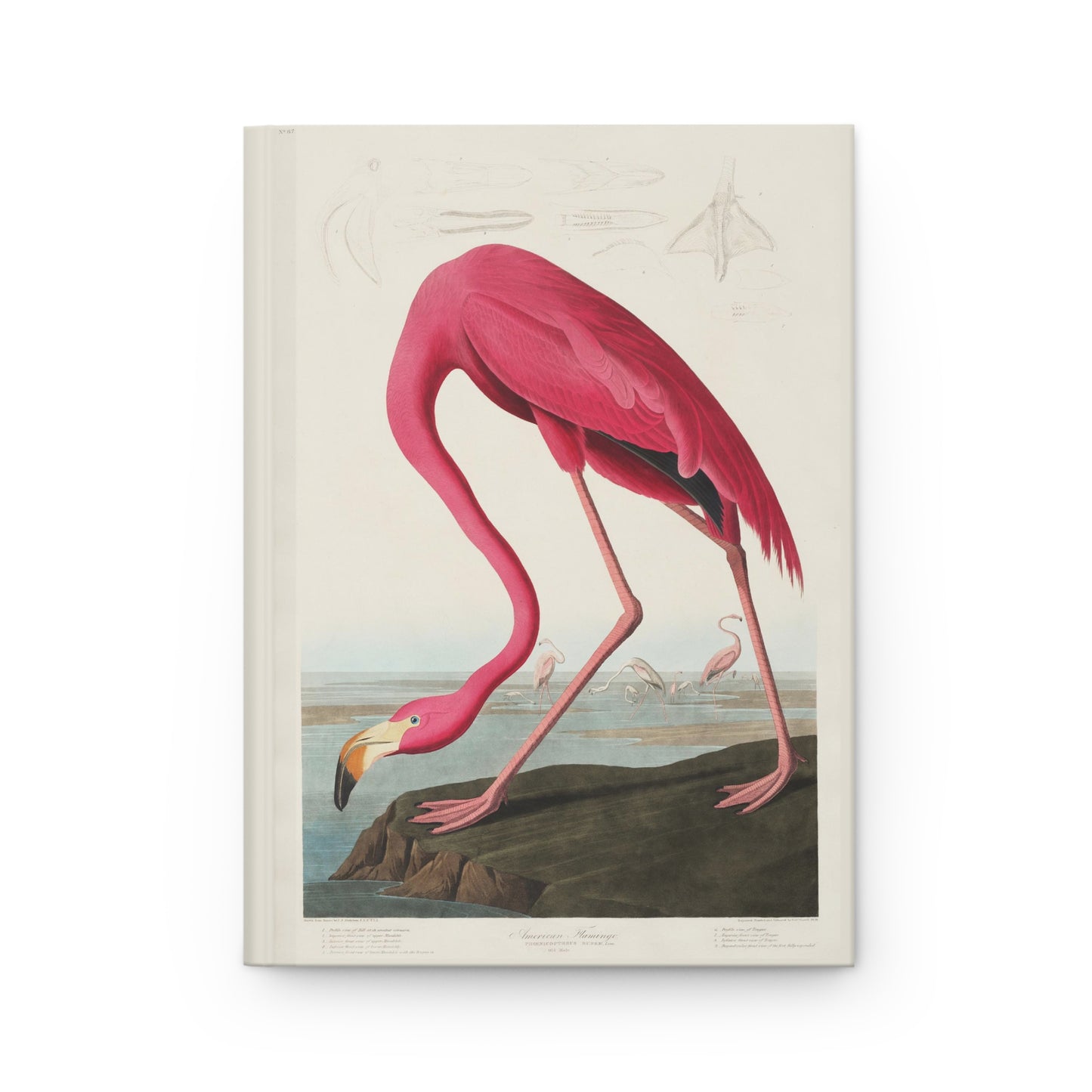 Front cover of Audubon Flamingo journal featuring Plate 431 American Flamingo with distinctive pink plumage and bent neck pose from The Birds of America on premium matte hardcover - LeBonJournal