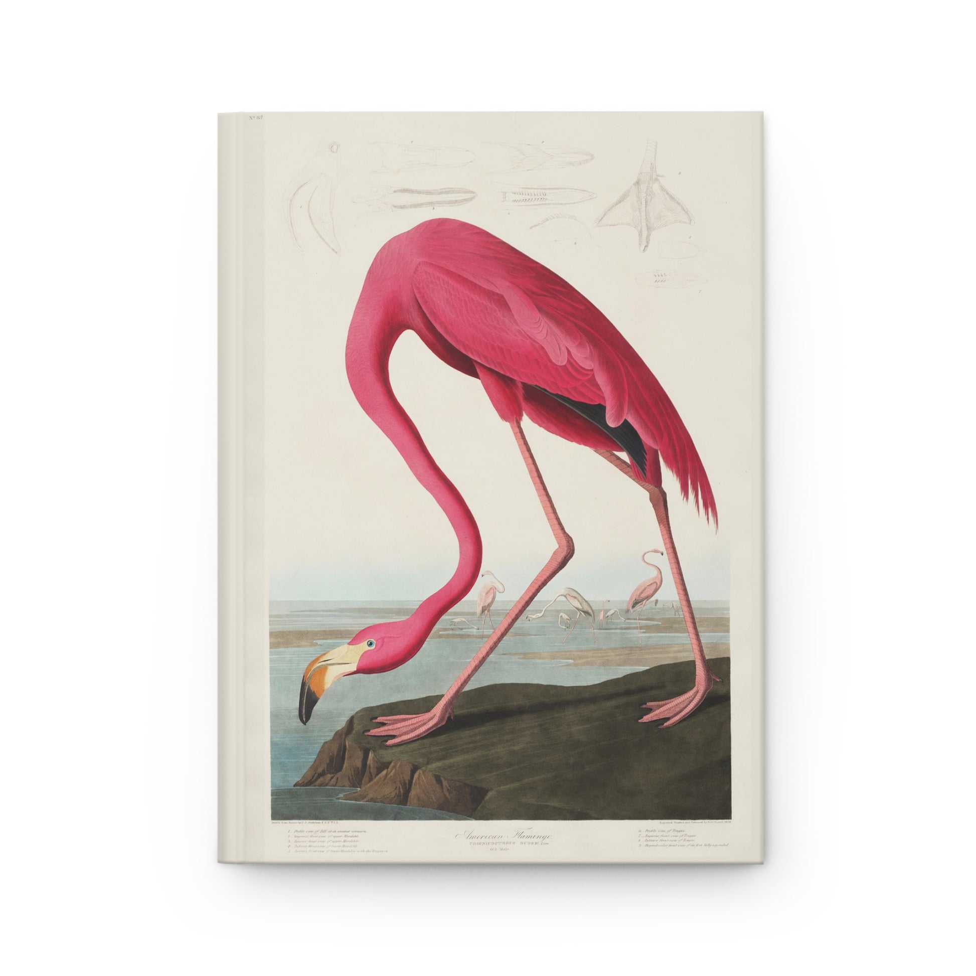 Front cover of Audubon Flamingo journal featuring Plate 431 American Flamingo with distinctive pink plumage and bent neck pose from The Birds of America on premium matte hardcover - LeBonJournal