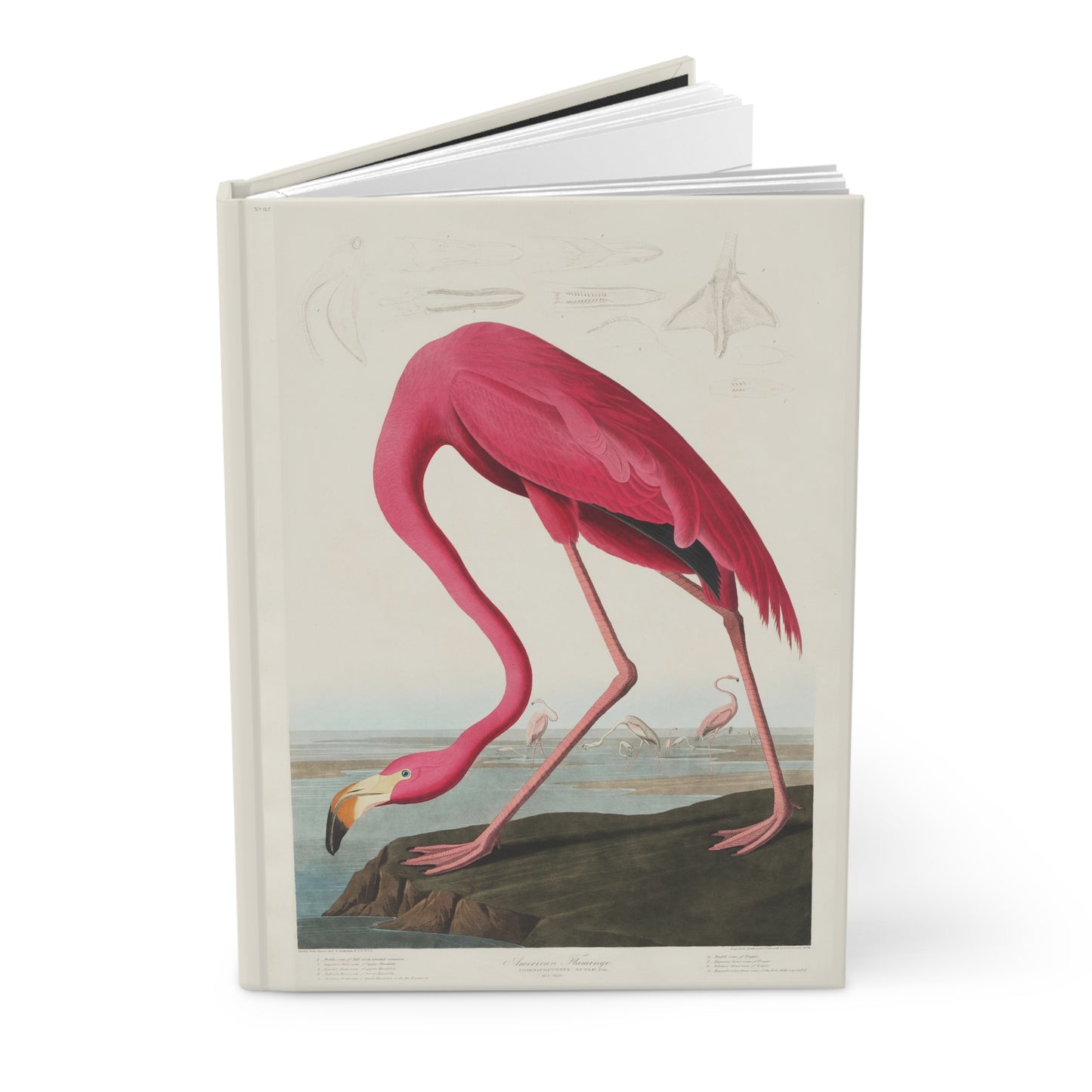 Hardcover ornithology journal standing upright showing front cover with Audubon's Plate 431 American Flamingo from The Birds of America 1827-1838 Robert Havell engraving on matte finish cover - LeBonJournal