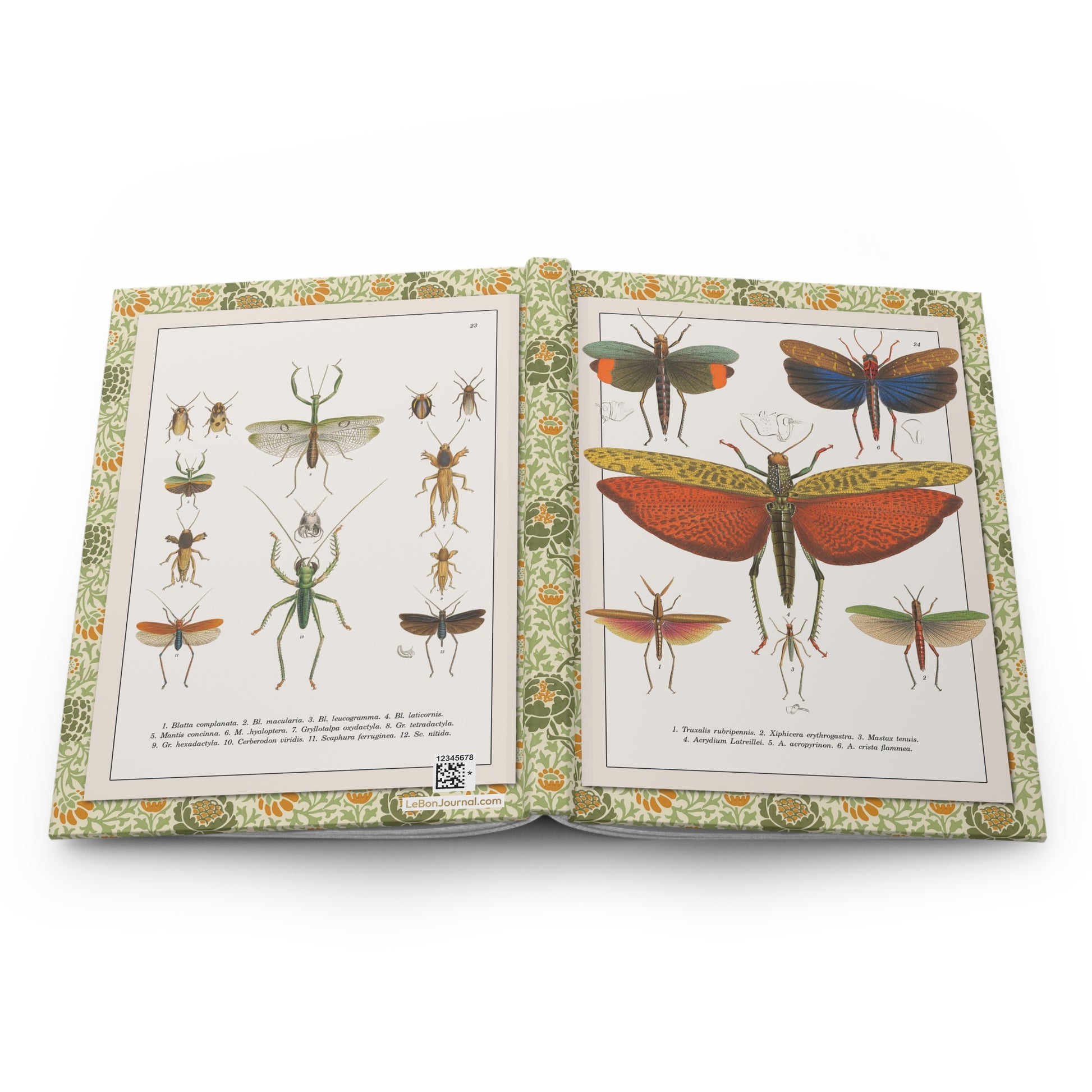 Brazilian insects hardcover journal spine full-wrap Perty Delectus 1830 Plates 23 24 Spix Martius expedition - LeBonJournal
