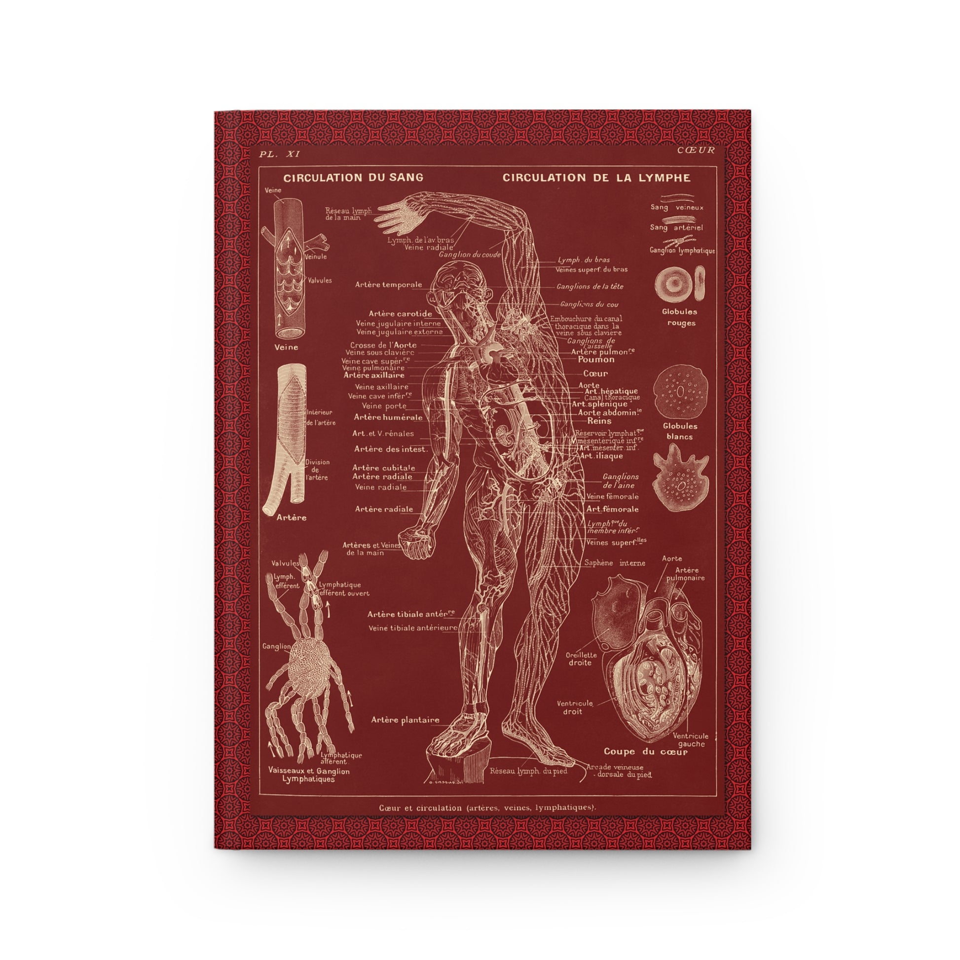 Cœur et circulation chromolithograph front cover by Leuba, Larousse Médical Illustré 1912, lacre red and cream - LeBonJournal