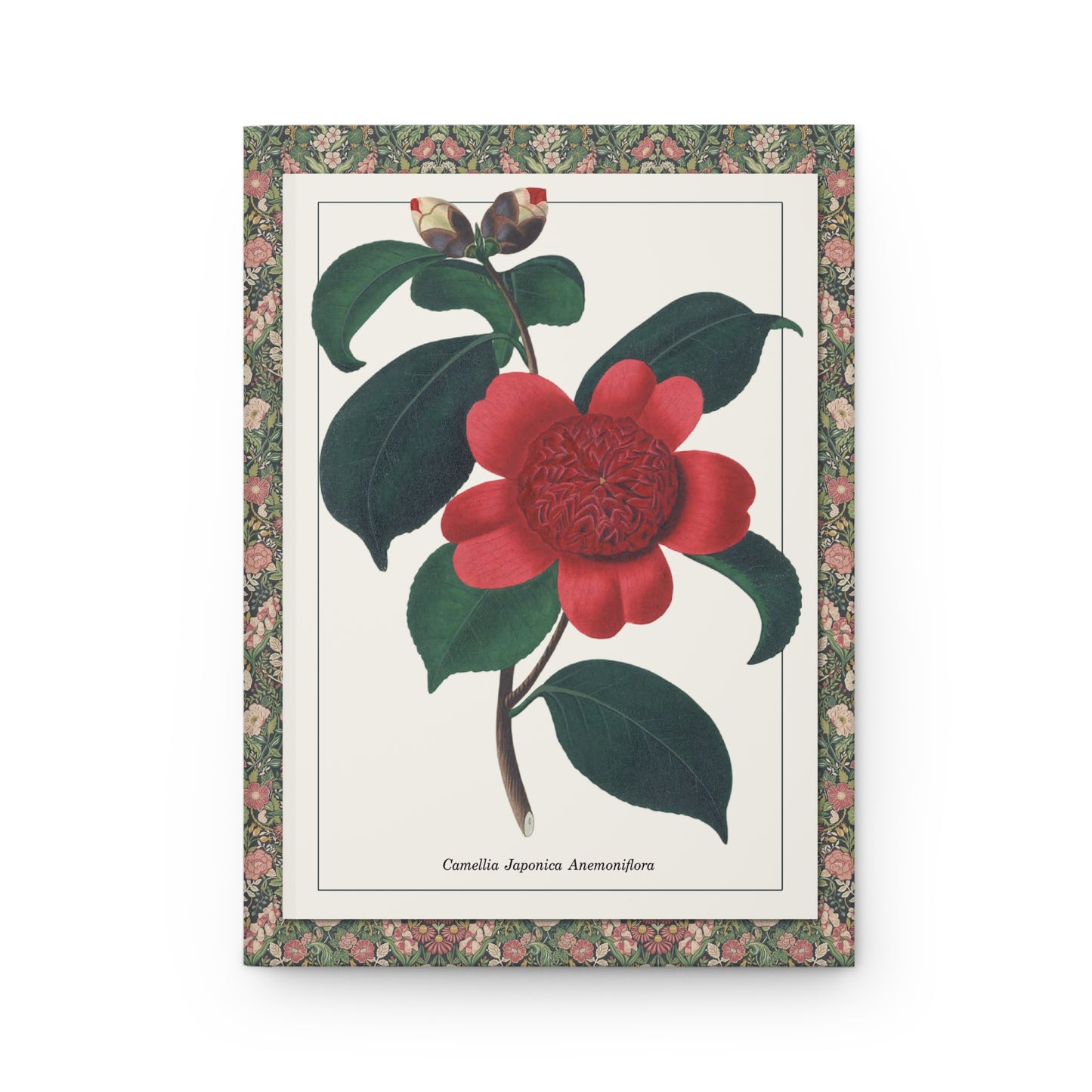 Alfred Chandler 1831 hand-coloured engraving Camellia japonica Anemoniflora Waratah Camellia anemone form front cover - LeBonJournal