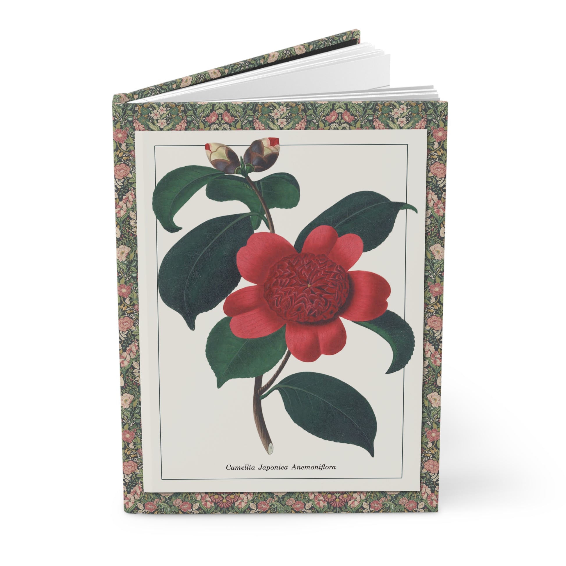 Camellia japonica journal with Alfred Chandler 1831 hand-coloured engraving Anemoniflora and Eximia Victorian botanical plates - LeBonJournal