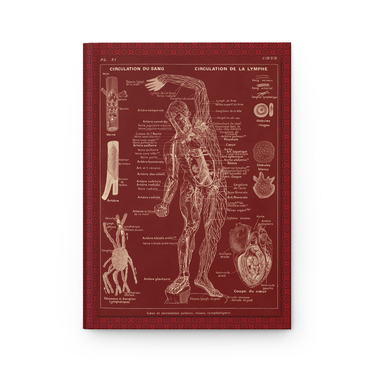 Circulation du Sang and Circulation de la Lymphe front cover from Leuba 1912 Larousse Médical Illustré inverted in lacre red and cream - LeBonJournal