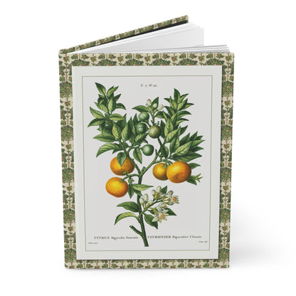 Citrus journal Bessa 1801-1819 bitter orange branch Azahar blossoms from Traité des Arbres et Arbustes - LeBonJournal
