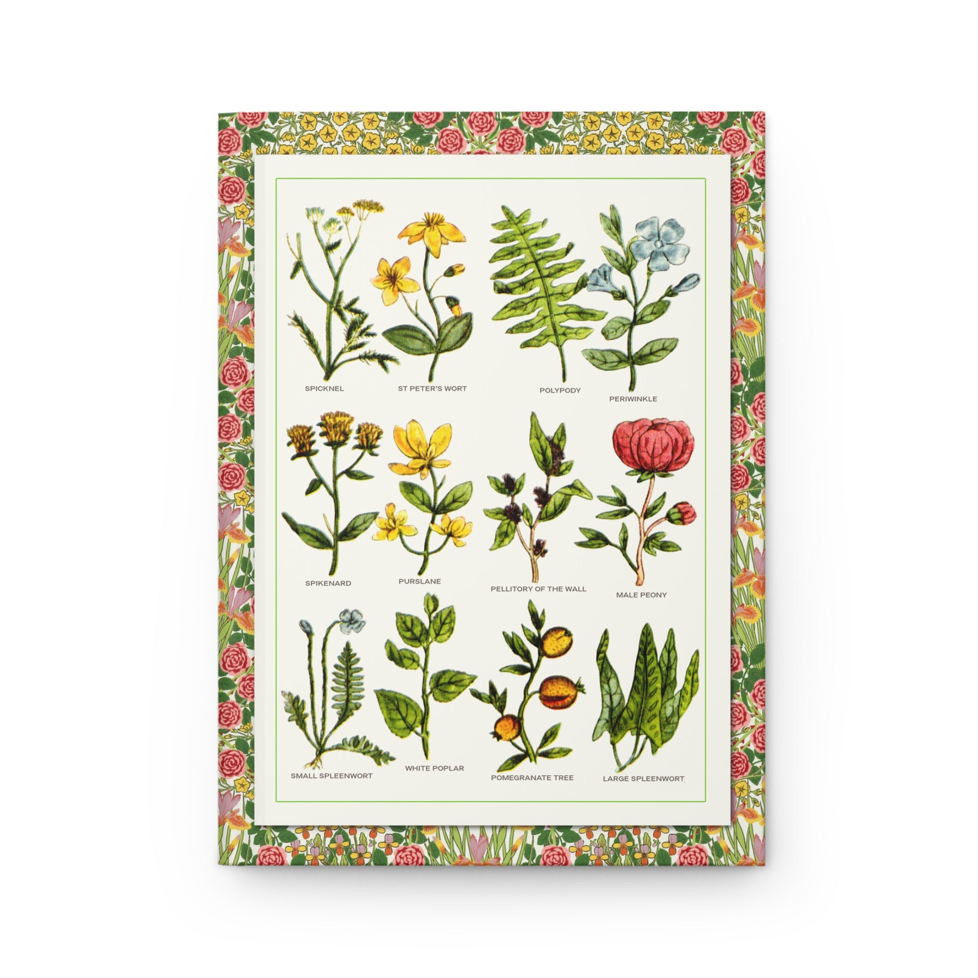 Nicholas Culpeper 1652 hand-coloured Plate 10 spikenard peony pomegranate periwinkle medicinal plants front cover - LeBonJournal