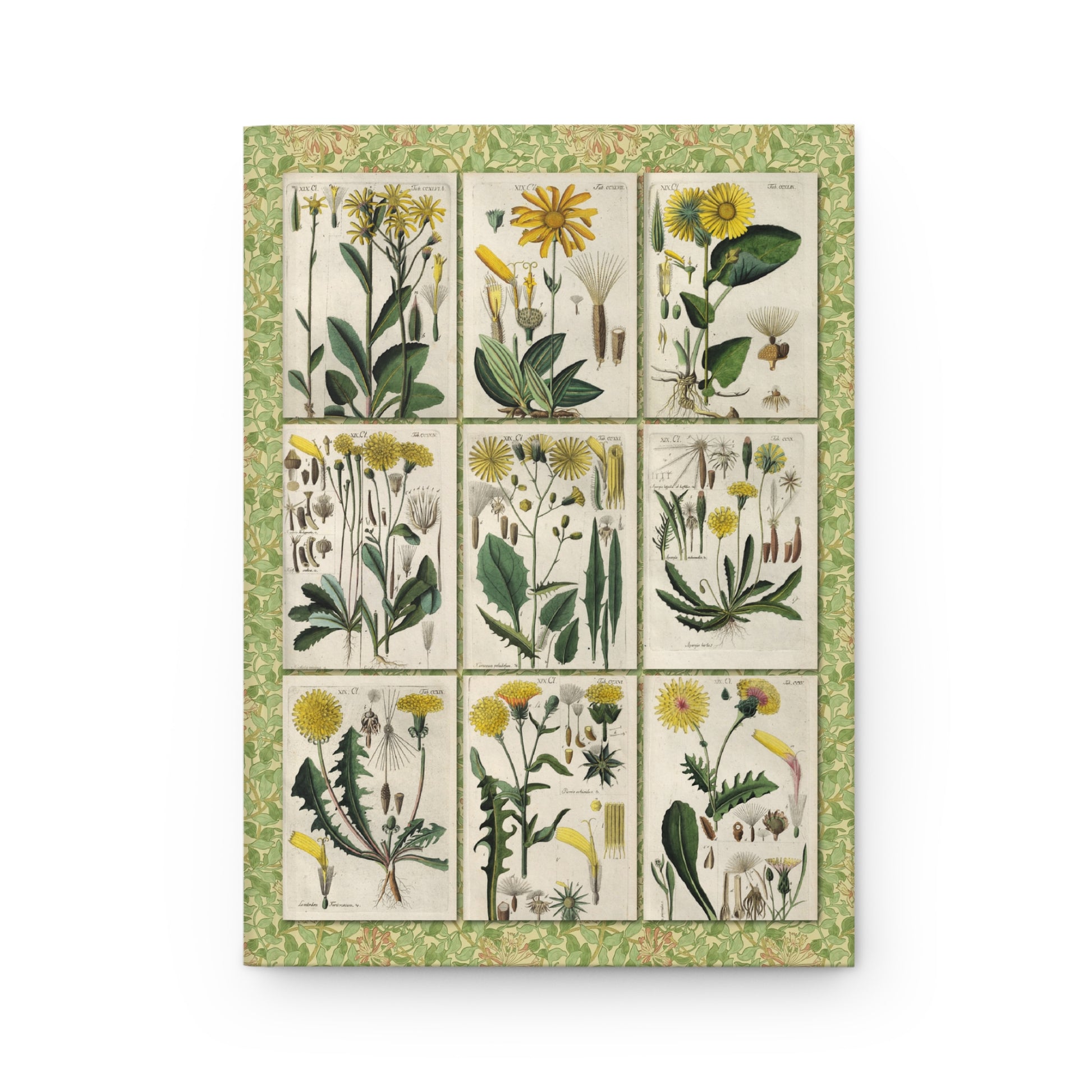Dandelion, arnica, goldenrod and rudbeckia front cover, Asteraceae Cichorioideae copper engravings from Christian Schkuhr Botanisches Handbuch Wittenberg 1808 - LeBonJournal