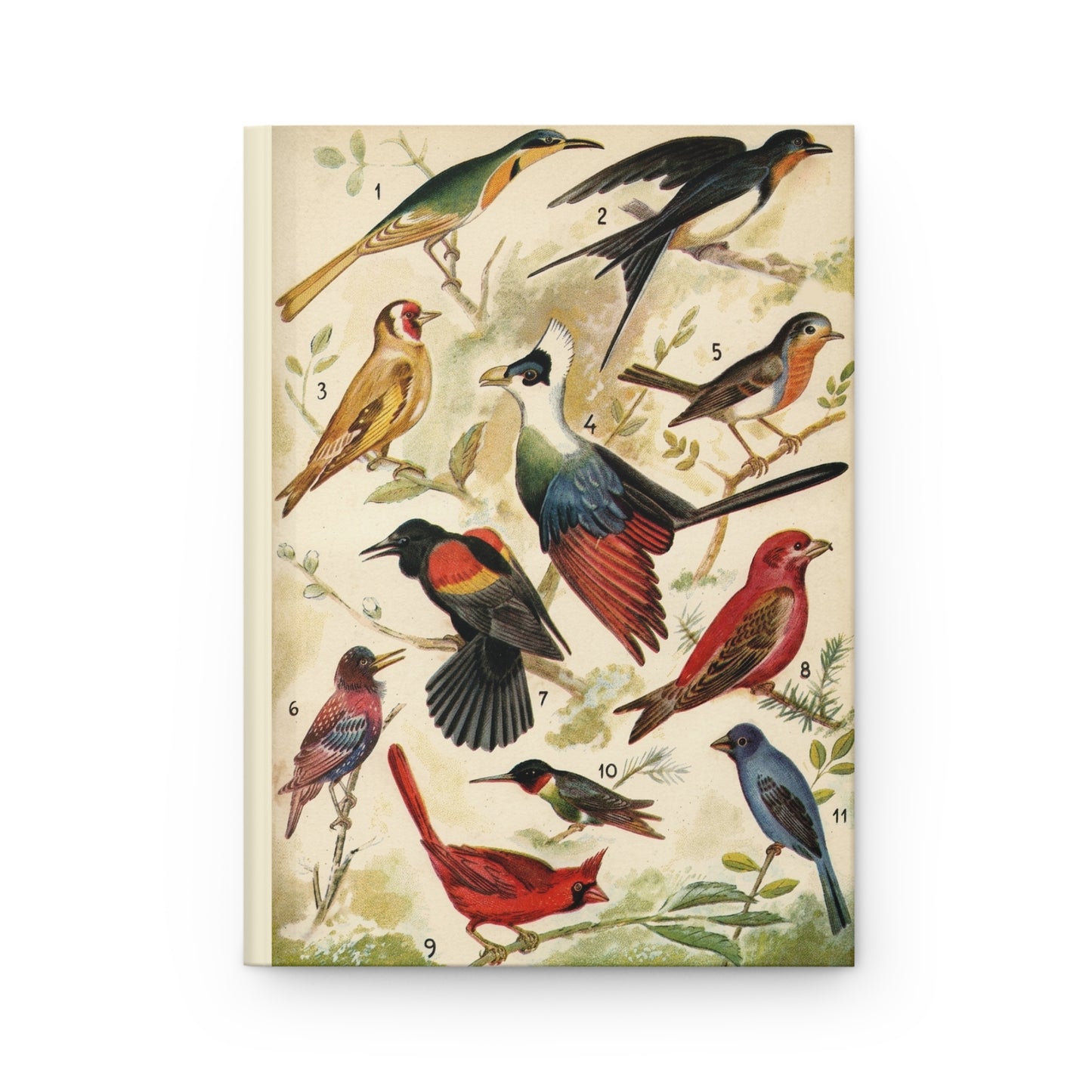 Diccionario Enciclopedico Salvat ornithology plate front cover Northern Cardinal Ruby Hummingbird - LeBonJournal

