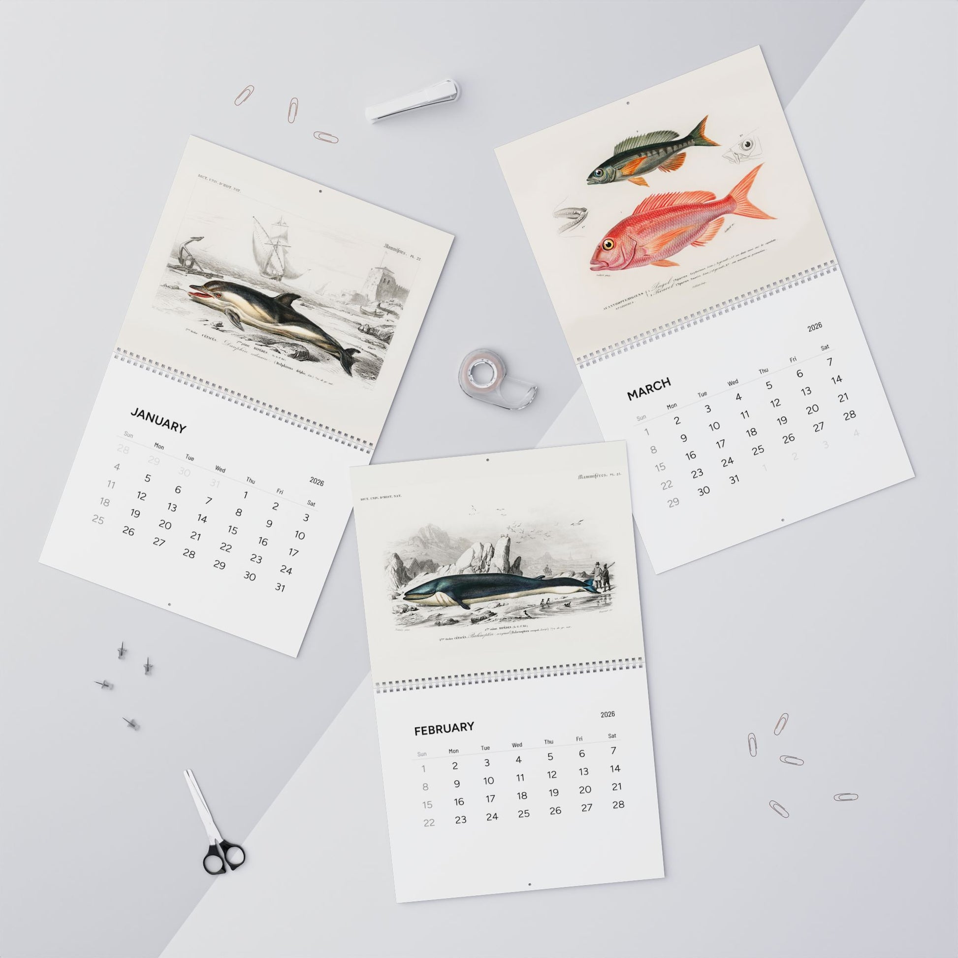 Dolphin, fin whale and common pandora January to March engravings in context from D'Orbigny 1849 Histoire Naturelle - LeBonJournal