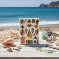 El Tesoro de la Juventud gastropod journal on Mediterranean beach table Queen Conch Murex sea - LeBonJournal
