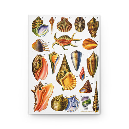 El Tesoro de la Juventud Gastropoda plate back cover Conus Turritella Cypraea white background - LeBonJournal
