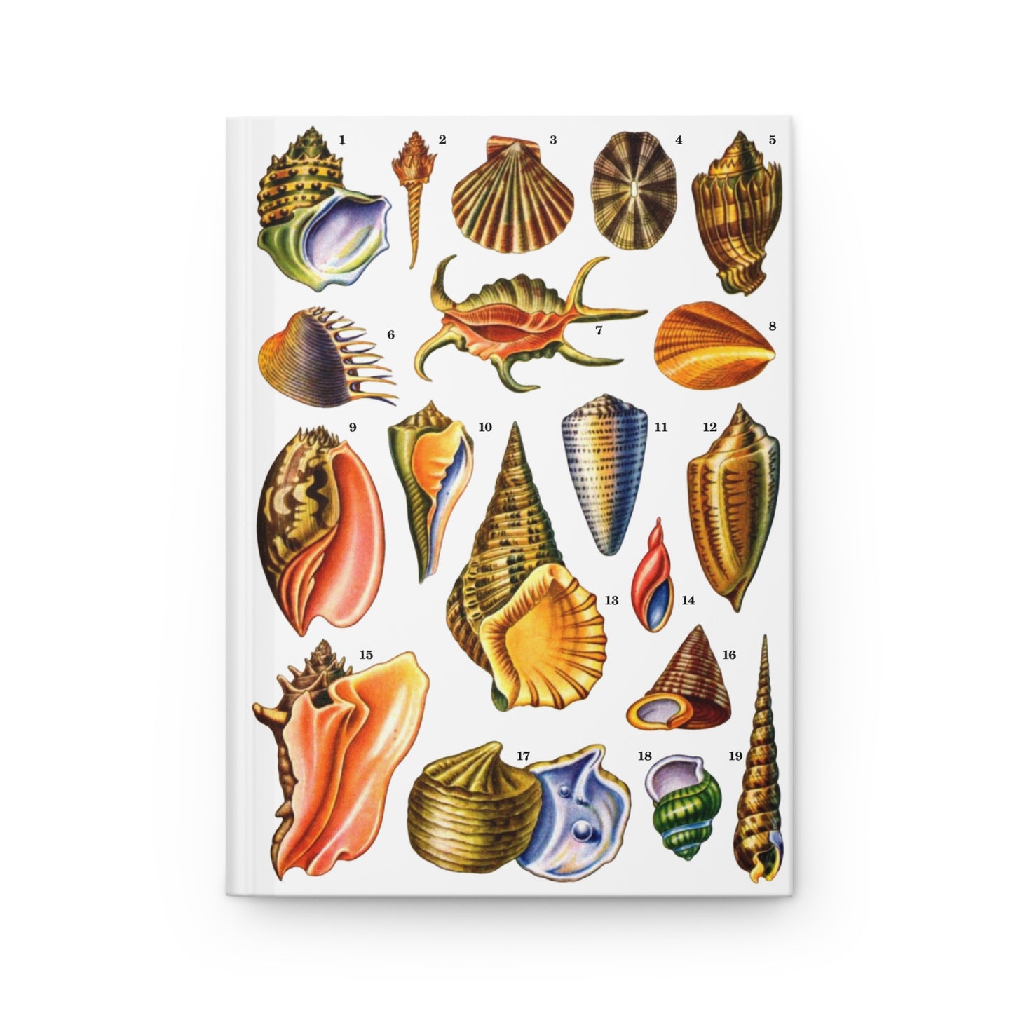 El Tesoro de la Juventud Gastropoda plate front cover Venus Comb Murex Queen Conch Triton white - LeBonJournal
