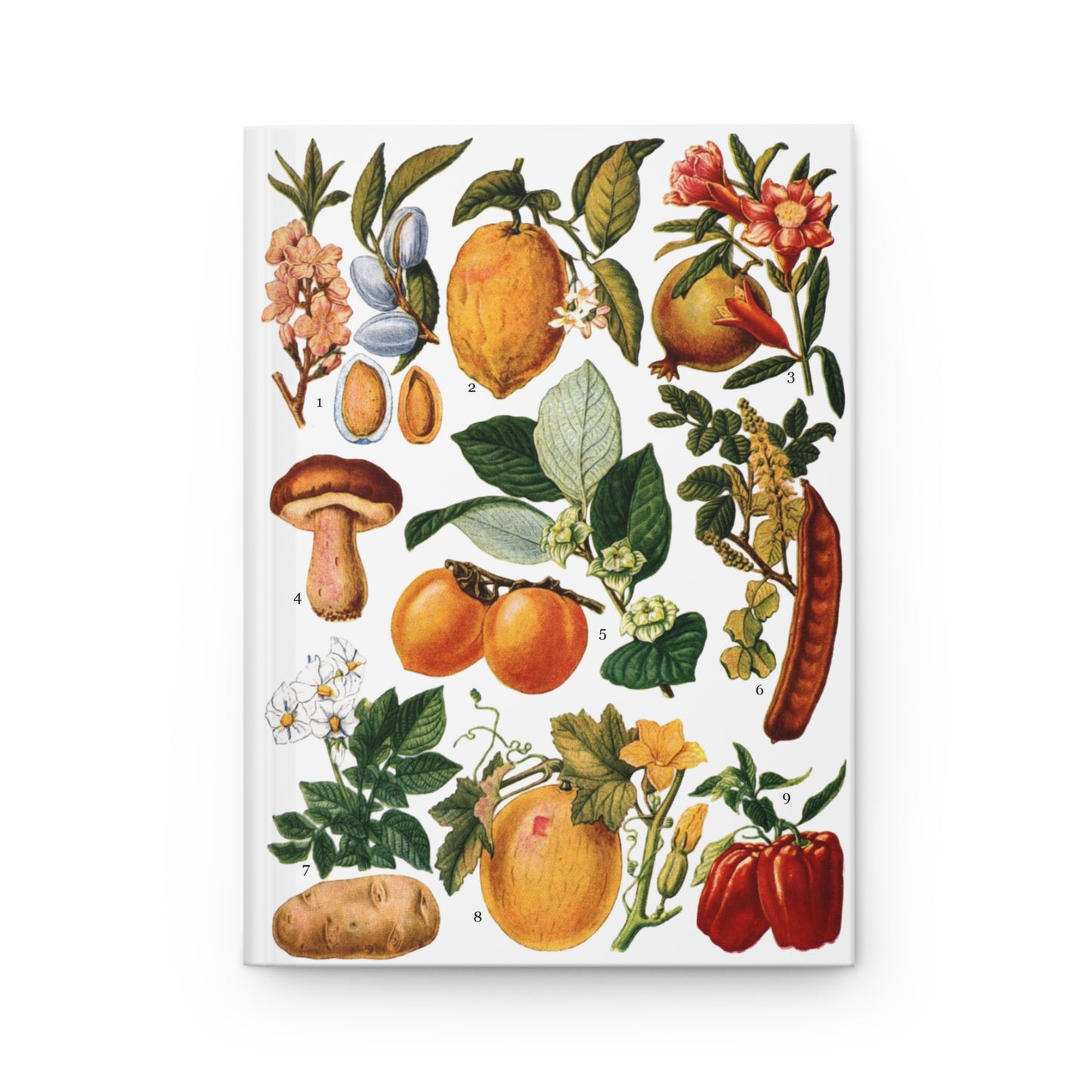 El Tesoro de la Juventud edible fruits plate almond pomegranate porcini medlar carob potato melon pepper - LeBonJournal
