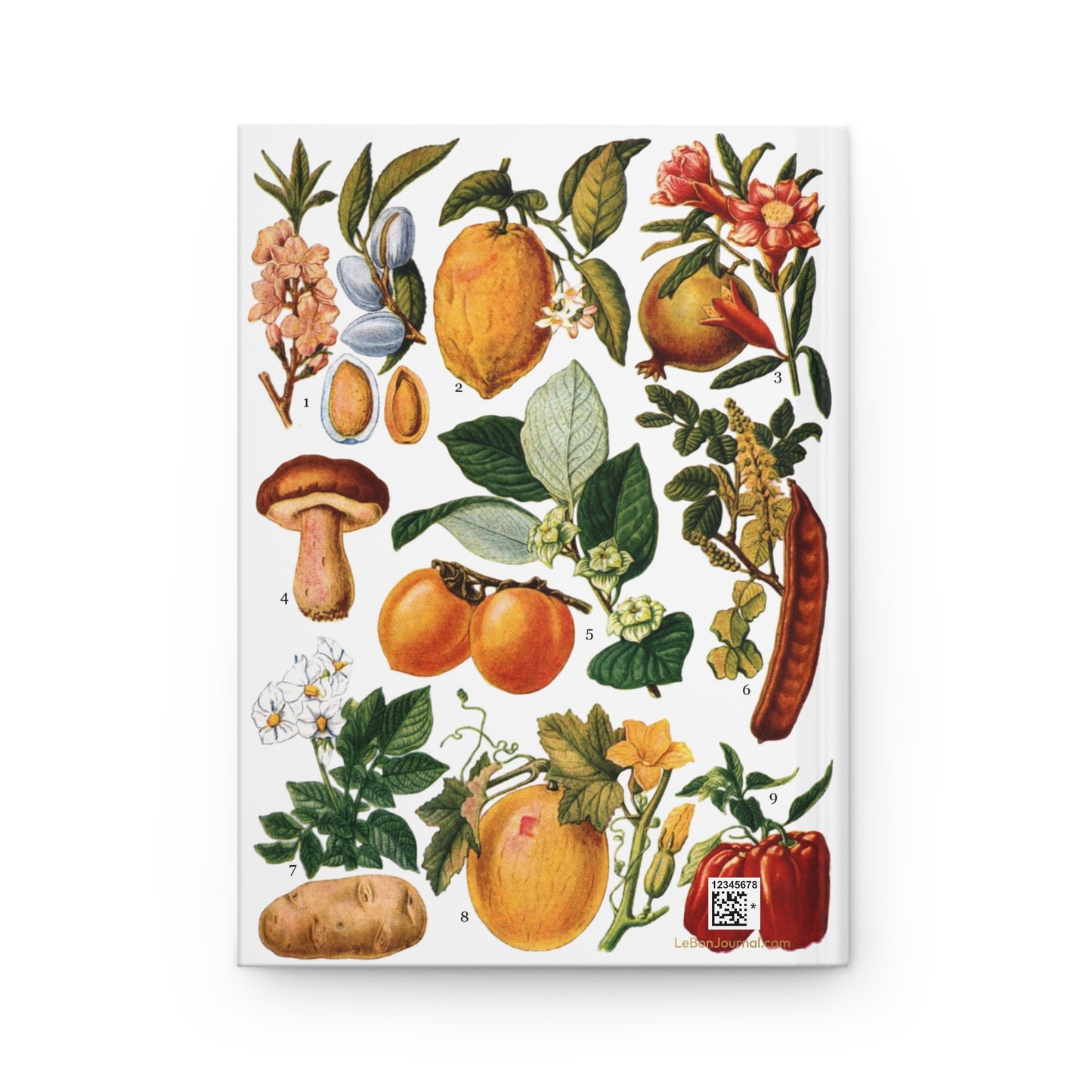 El Tesoro de la Juventud edible fruits plate back cover same botanical illustration nine species - LeBonJournal
