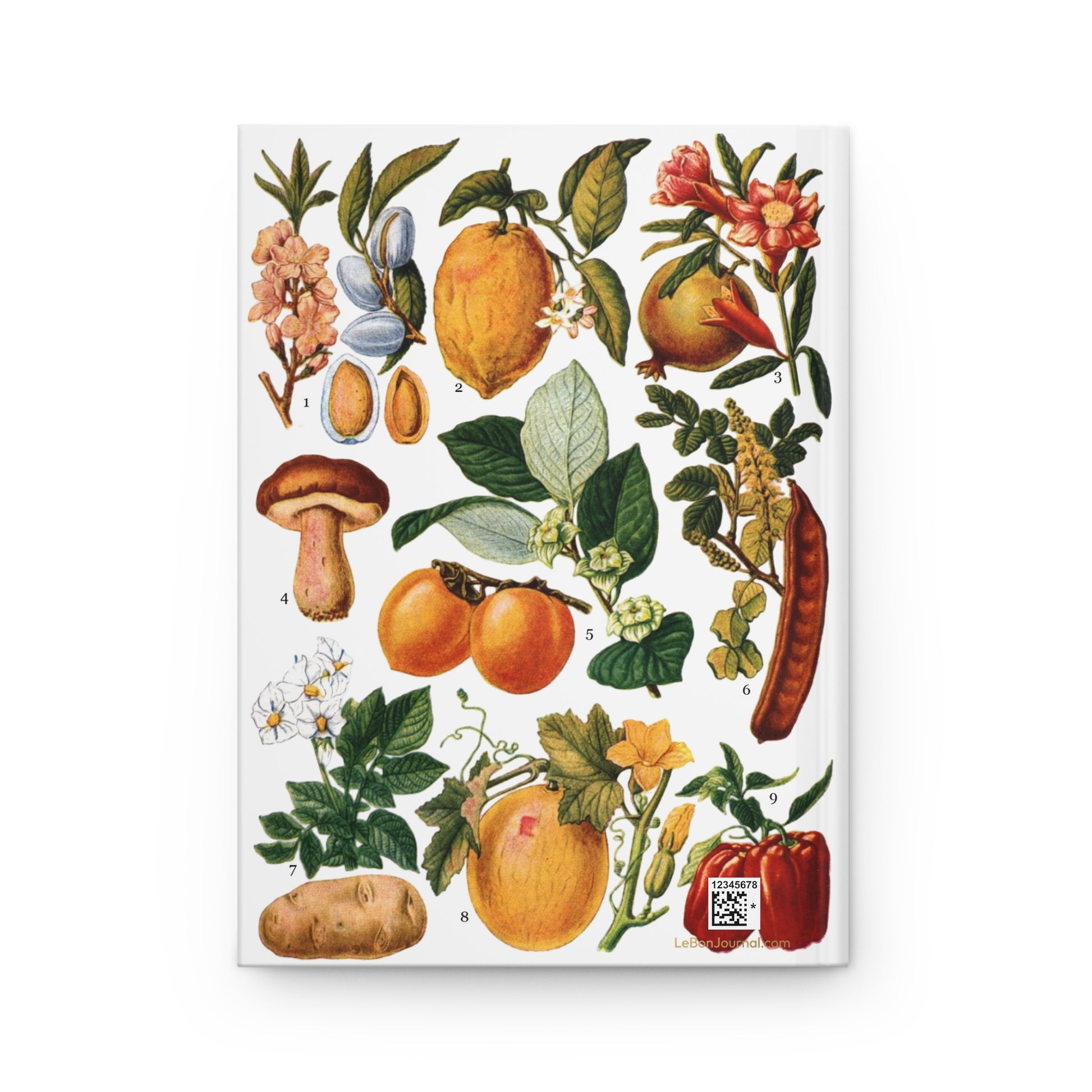 El Tesoro de la Juventud edible fruits plate back cover same botanical illustration nine species - LeBonJournal
