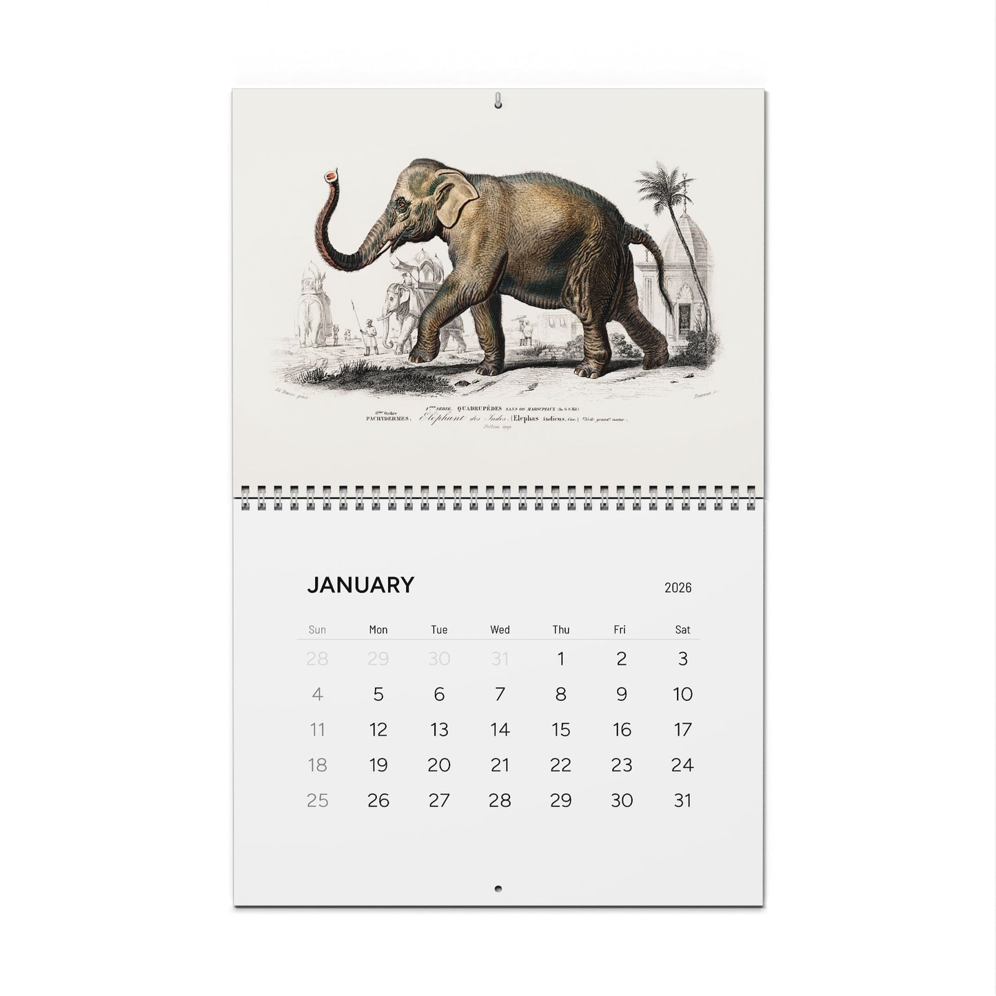Front cover and January Asiatic elephant engraving from D'Orbigny 1849 Dictionnaire Histoire Naturelle calendar - LeBonJournal