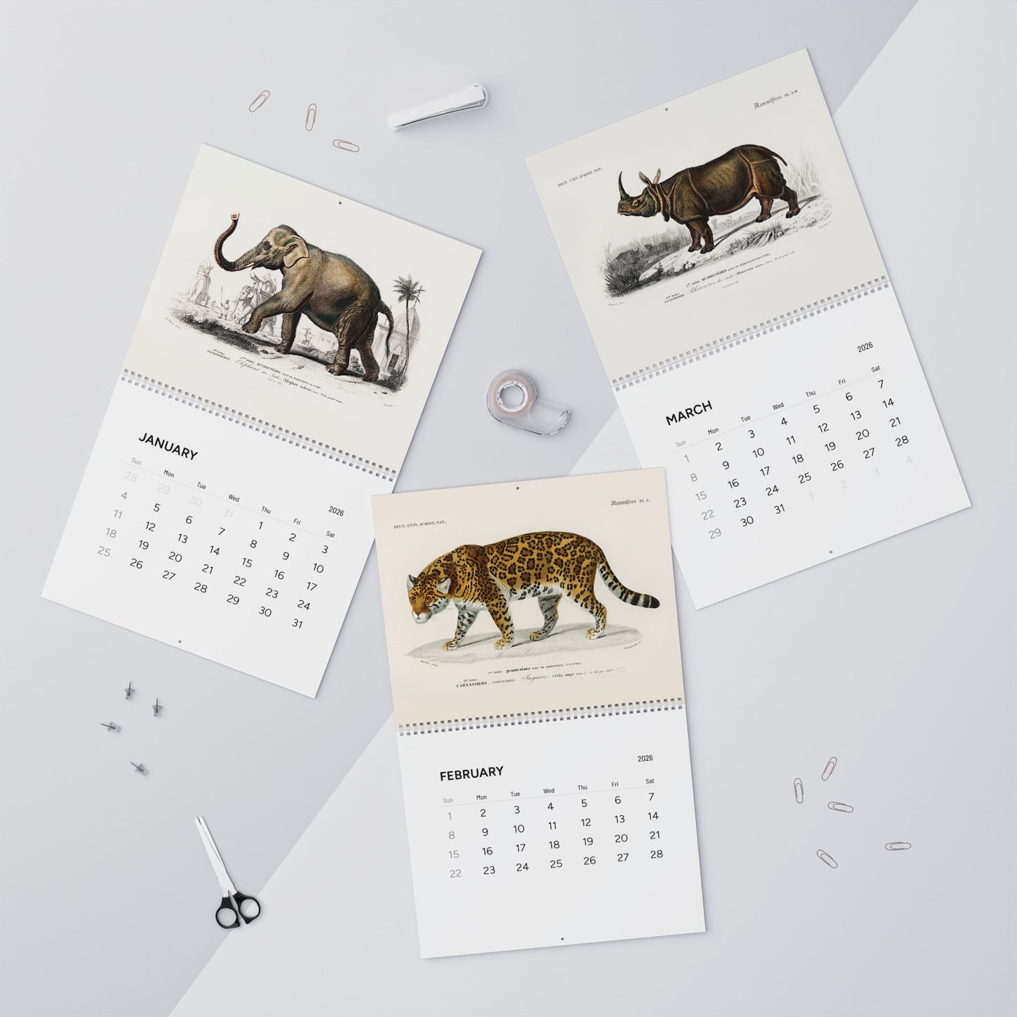 Elephant, jaguar and rhinoceros January to March engravings in context from D'Orbigny 1849 Dictionnaire Histoire Naturelle - LeBonJournal