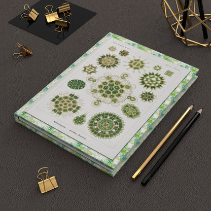 Ernst Haeckel 1904 algae journal on workspace celebrating Kunstformen der Natur Art Nouveau scientific illustration - LeBonJournal