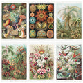 Mosaic of 6 Ernst Haeckel biological illustrations from Kunstformen der Natur featuring sea anemones radiolarians ferns orchids hummingbirds - LeBonJournal