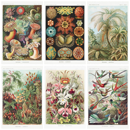 Mosaic of 6 Ernst Haeckel biological illustrations from Kunstformen der Natur featuring sea anemones radiolarians ferns orchids hummingbirds - LeBonJournal