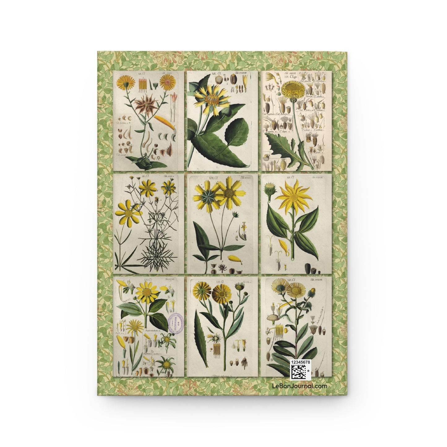 Five European meadow wildflower species back cover from Christian Schkuhr Botanisches Handbuch 1808, early 19th-century German botanical line work - LeBonJournal