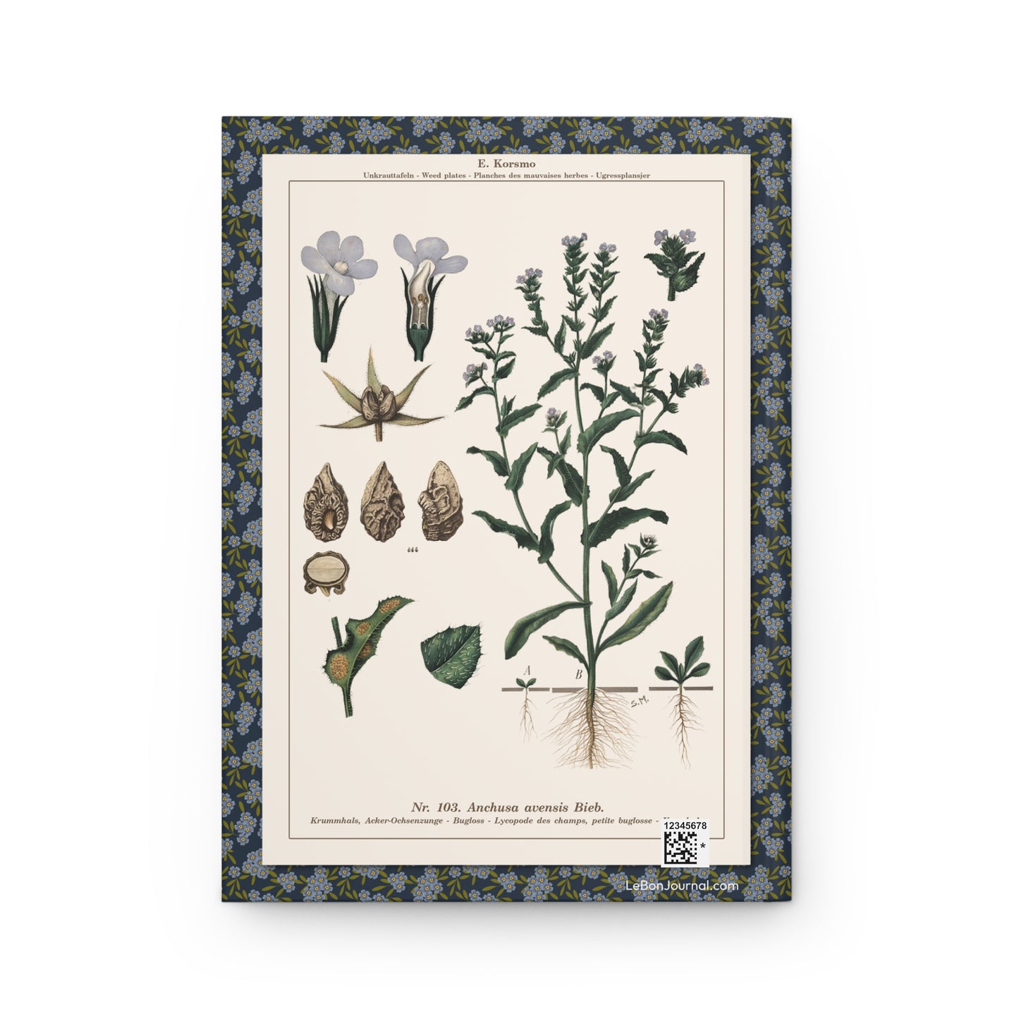 Field Forget-me-not Small Bugloss back cover from Emil Korsmo 1934-1938 showing Boraginaceae root systems botanical weed chart - LeBonJournal
