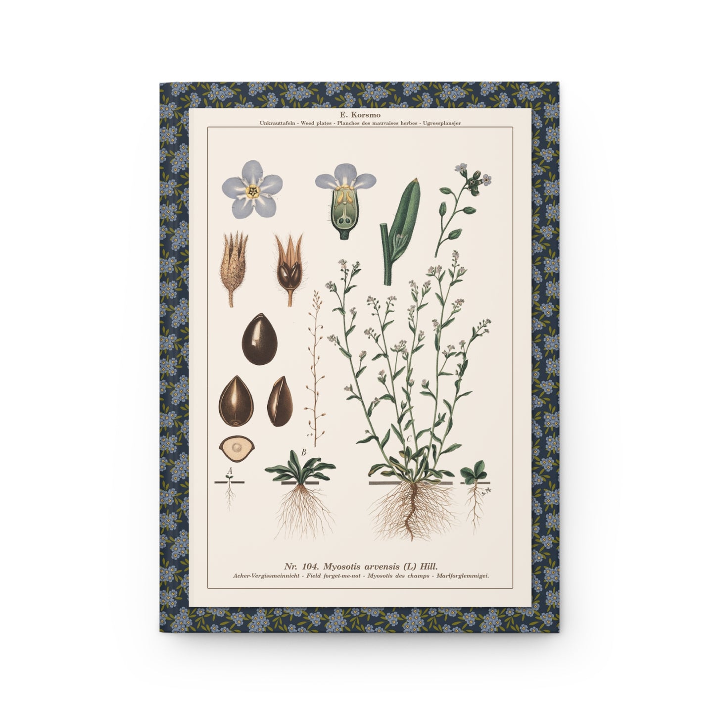 Field Forget-me-not Small Bugloss front cover from Emil Korsmo 1934-1938 Plate LXVIII showing Myosotis arvensis Anchusa arvensis - LeBonJournal
