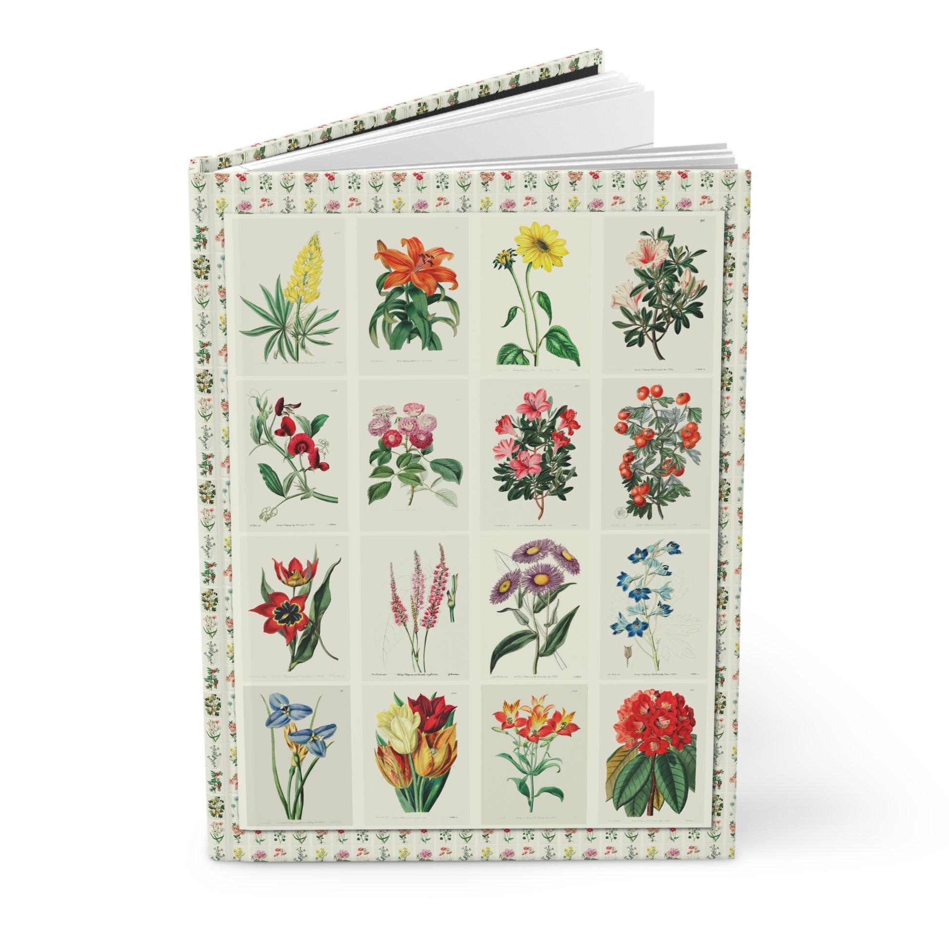 Floral journal Edwards's Botanical Register 1815 Sarah Drake lilies roses azaleas orchids hand-colored engravings - LeBonJournal
