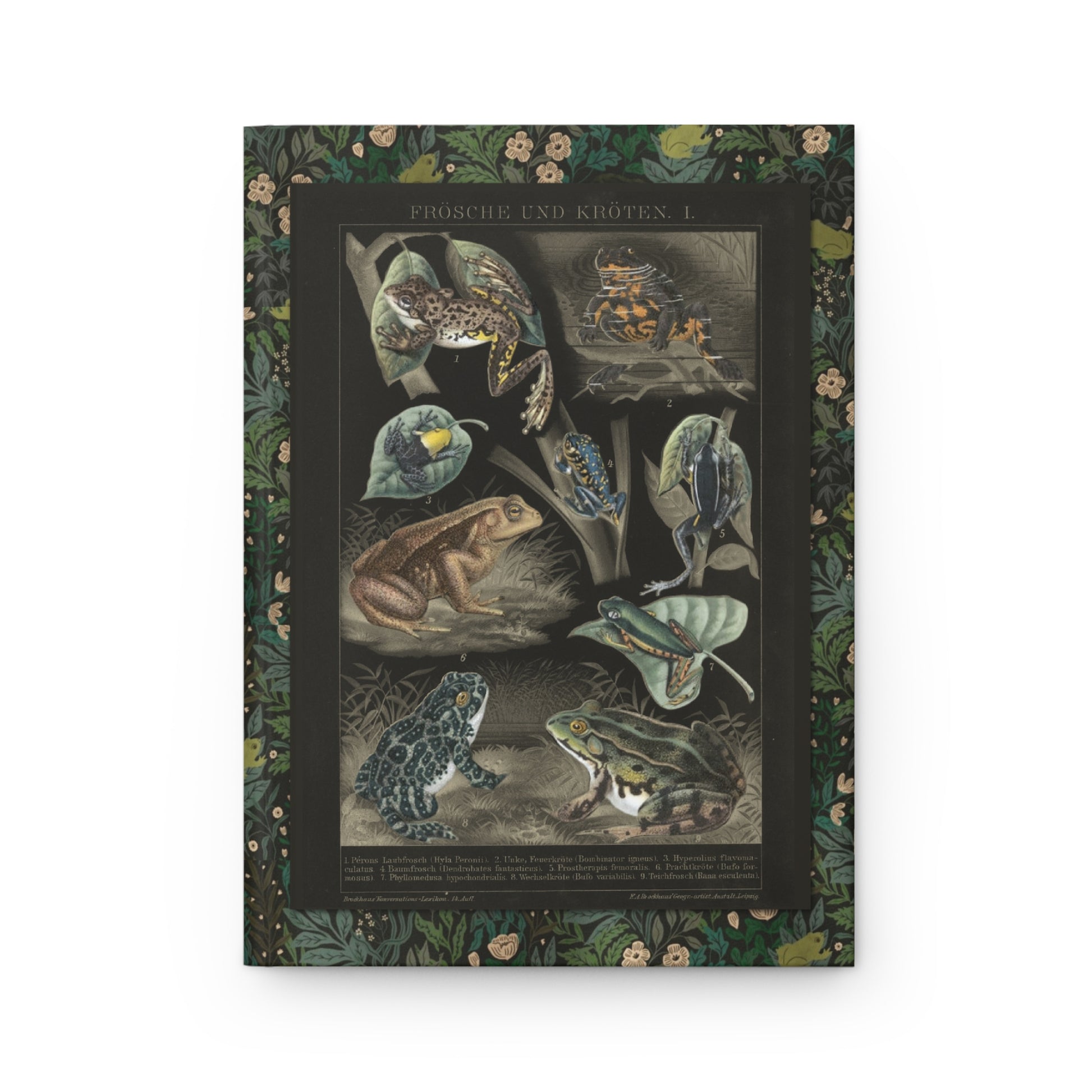Frösche und Kröten nine amphibian species front cover Brockhaus 1897 lithograph black background - LeBonJournal